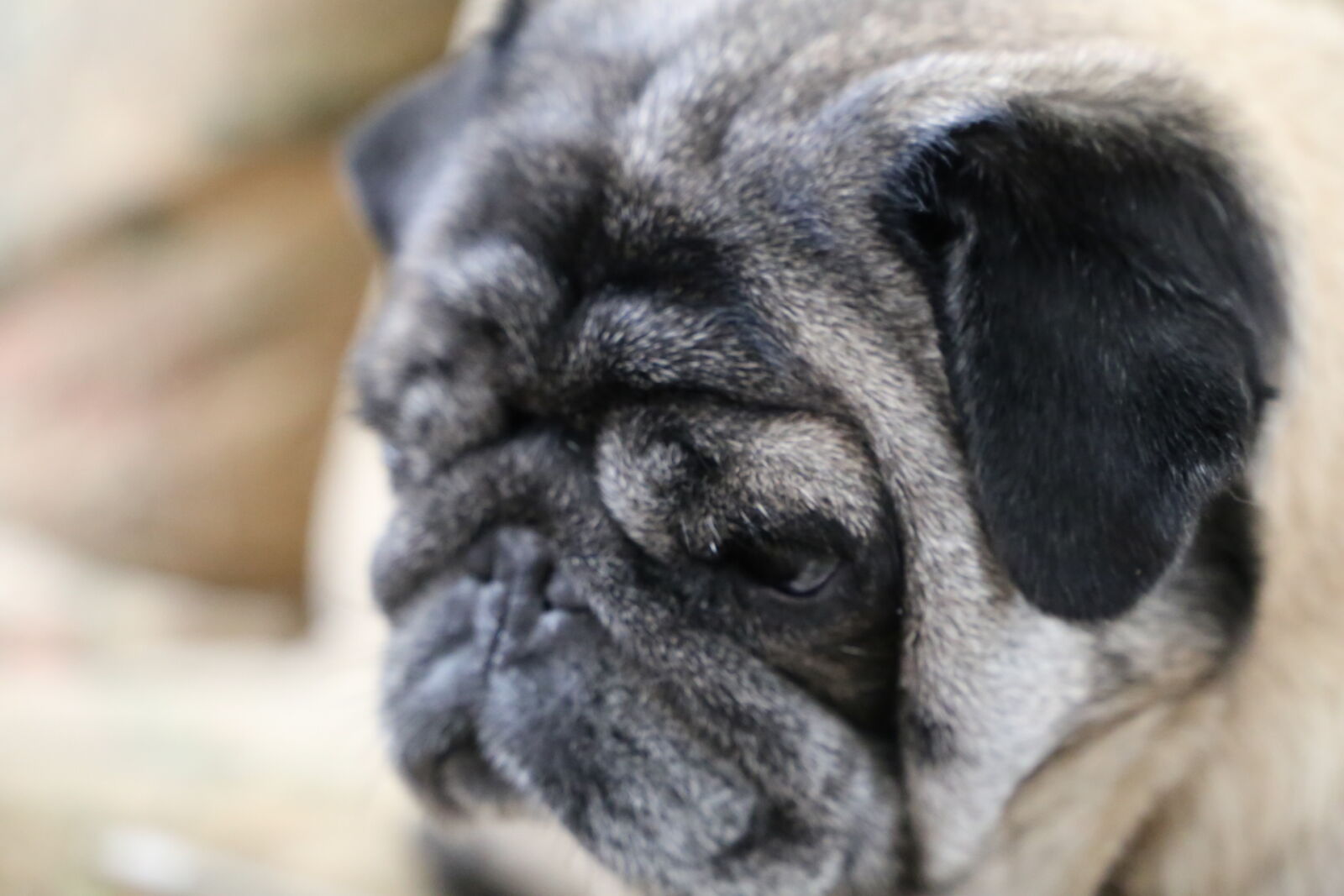 Canon EF 24-105mm F3.5-5.6 IS STM sample photo. Close, up, face, pug photography