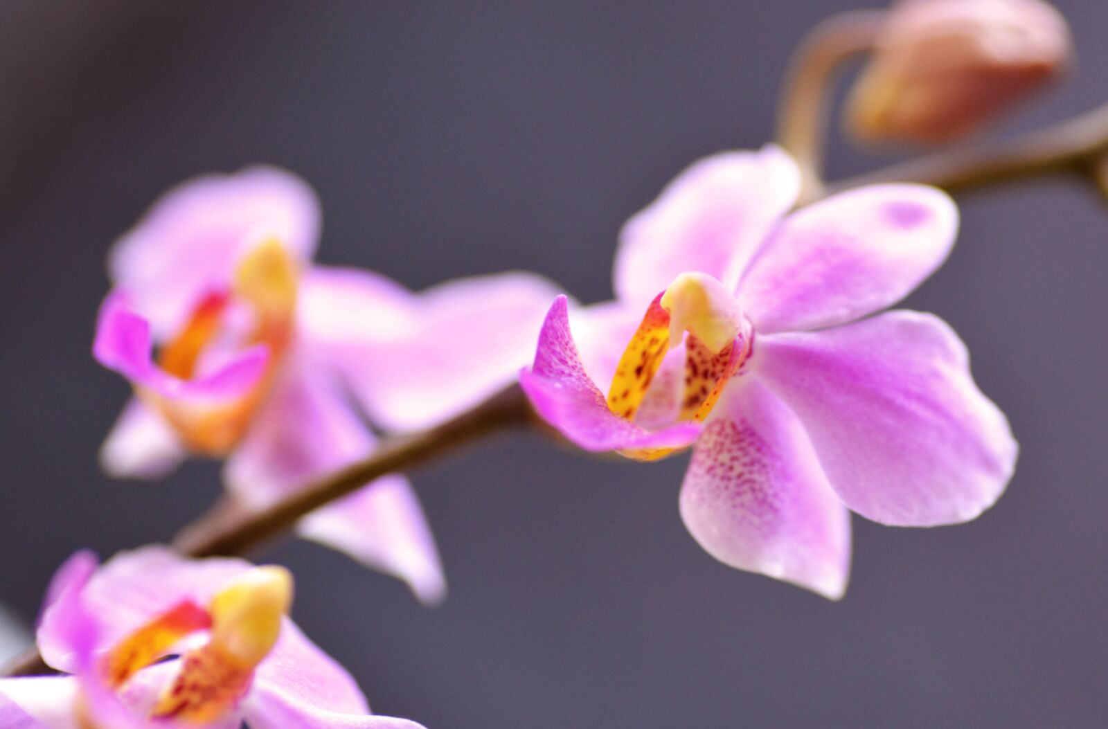 Nikon D5200 sample photo. Orchid, flower, bloom photography