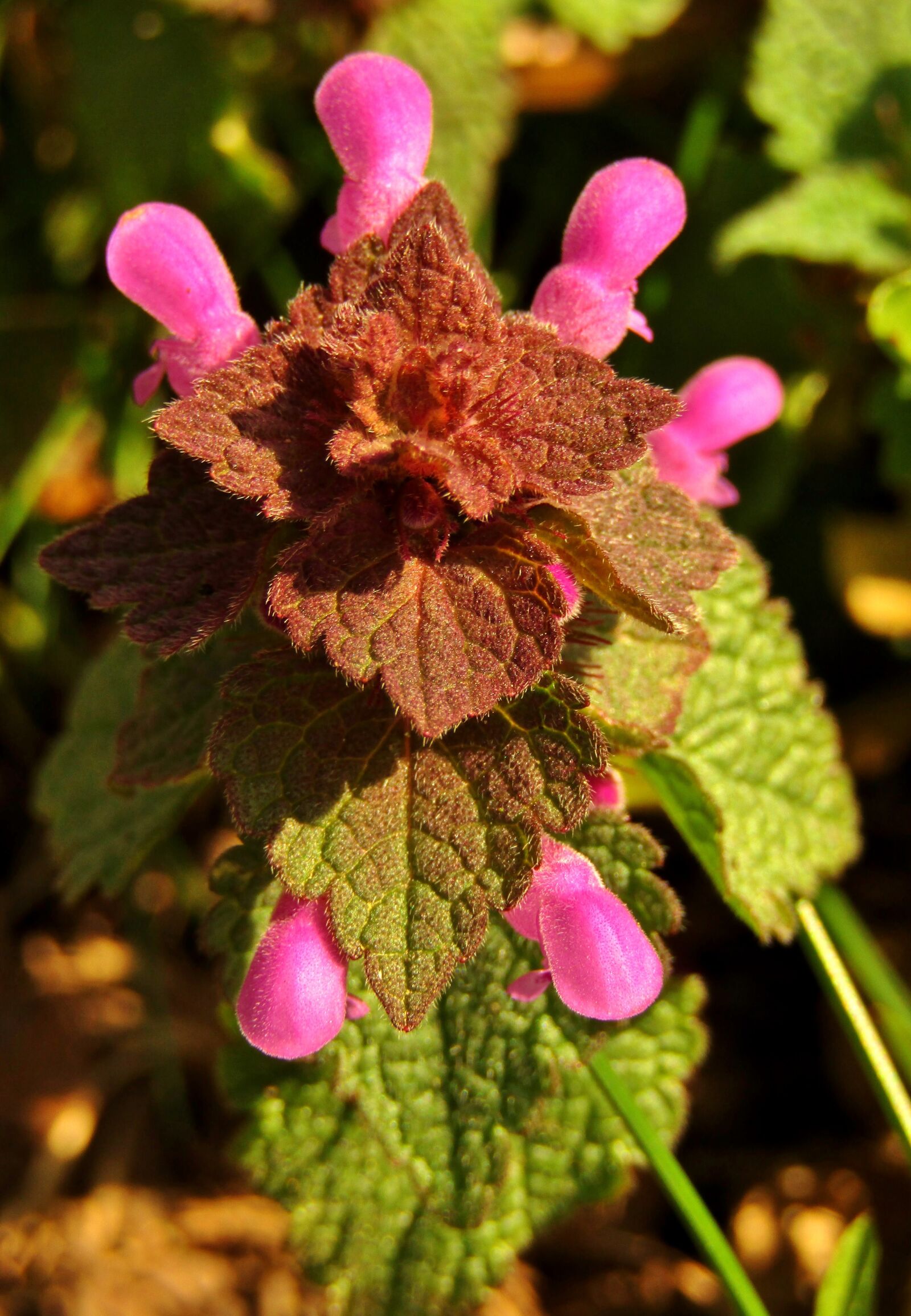 Canon POWERSHOT SX432 IS sample photo. Dead nettle, weed, meadow photography