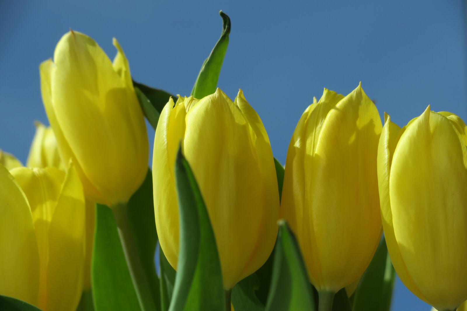Canon PowerShot G3 X sample photo. Tulip, yellow, easter photography