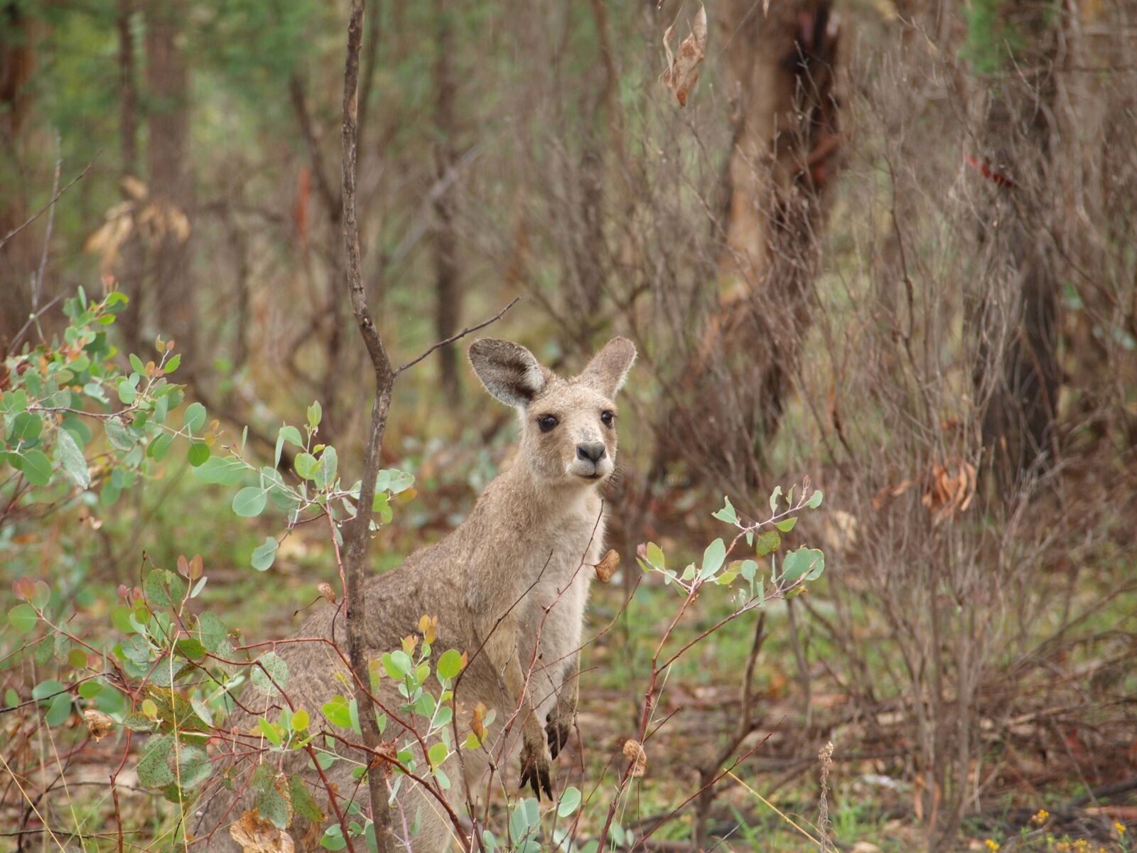 Olympus E-520 (EVOLT E-520) sample photo. Kangaroo, australia, forest photography