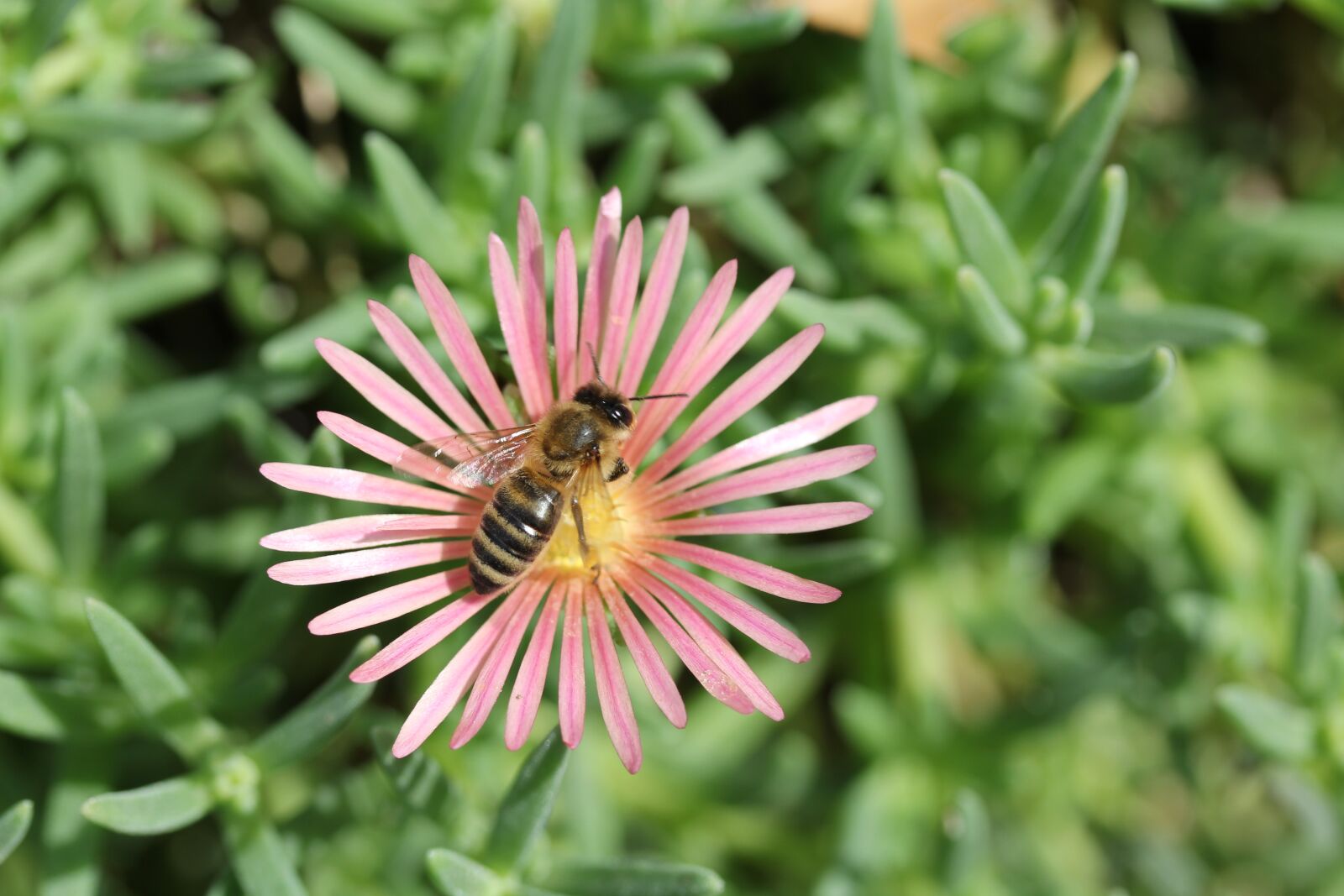 Canon EOS 60D sample photo. Flower, bee, insects photography