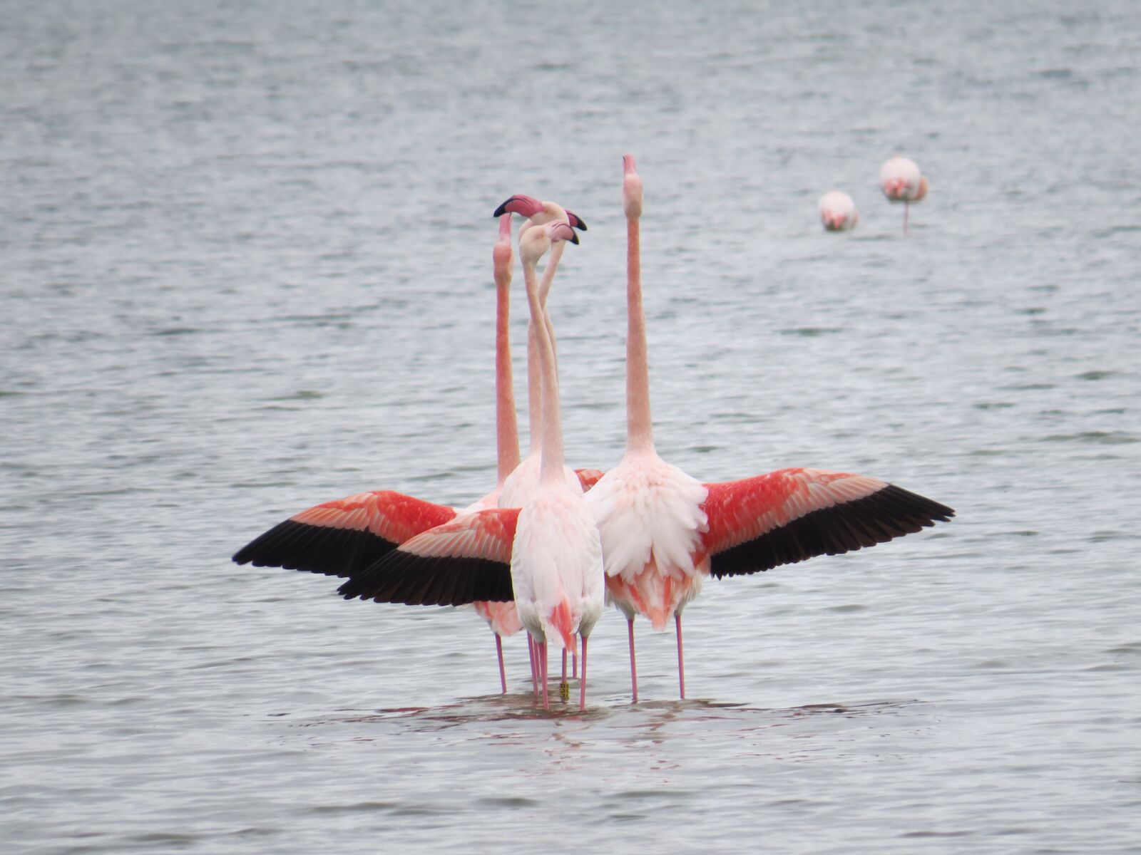 Canon PowerShot SX50 HS sample photo. Body of water, bird photography
