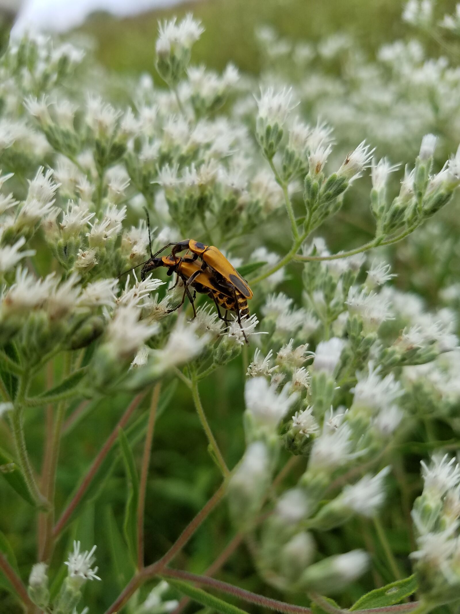 Samsung Galaxy S7 sample photo. Bugs, bug, insect photography