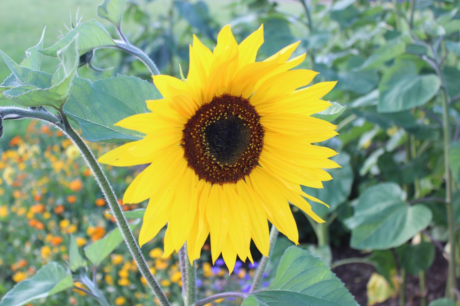 Canon EOS 600D (Rebel EOS T3i / EOS Kiss X5) sample photo. Sunflower, autumn, flowers photography