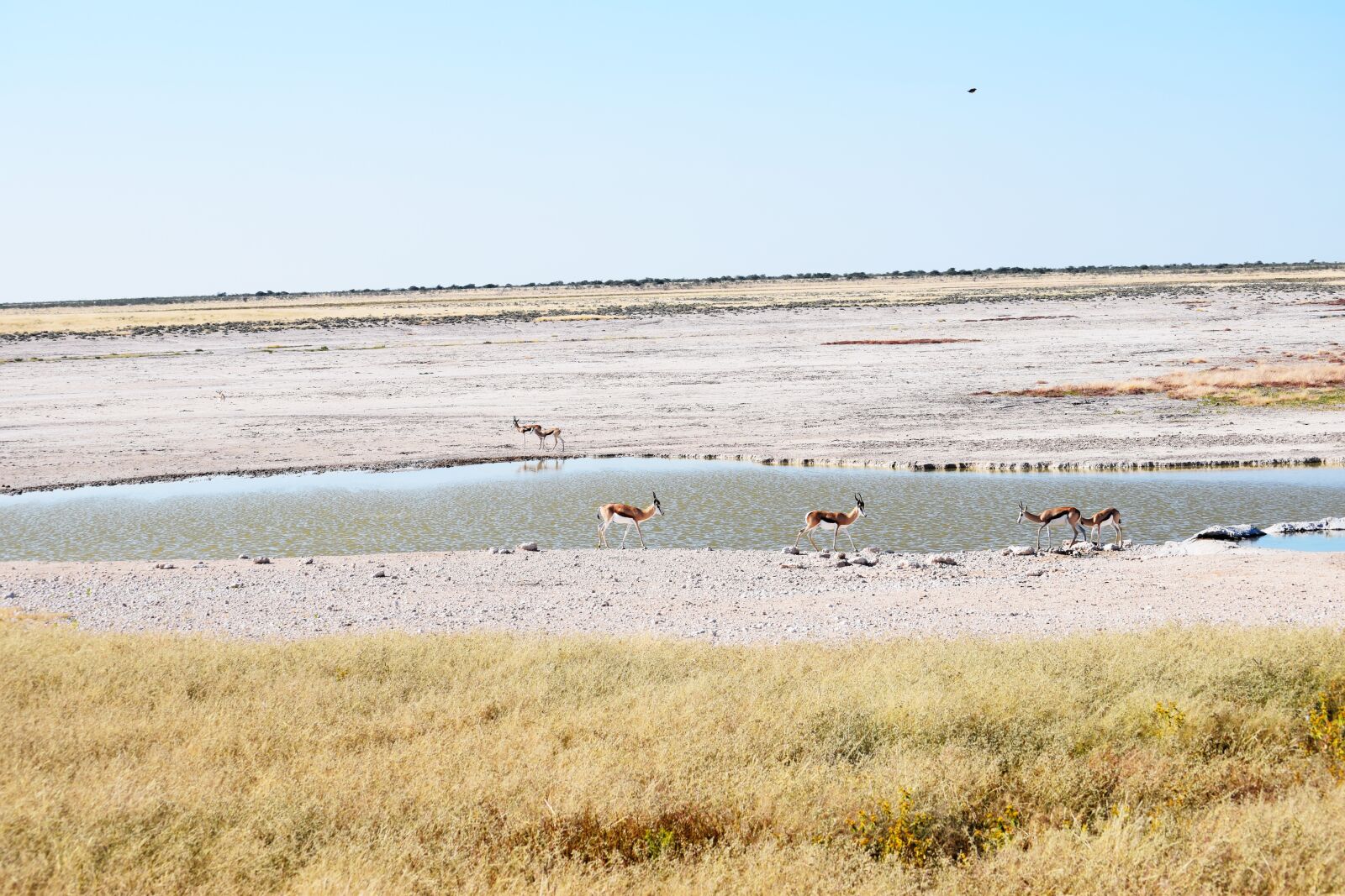 Nikon D5300 sample photo. Springbok, grass, grazing photography