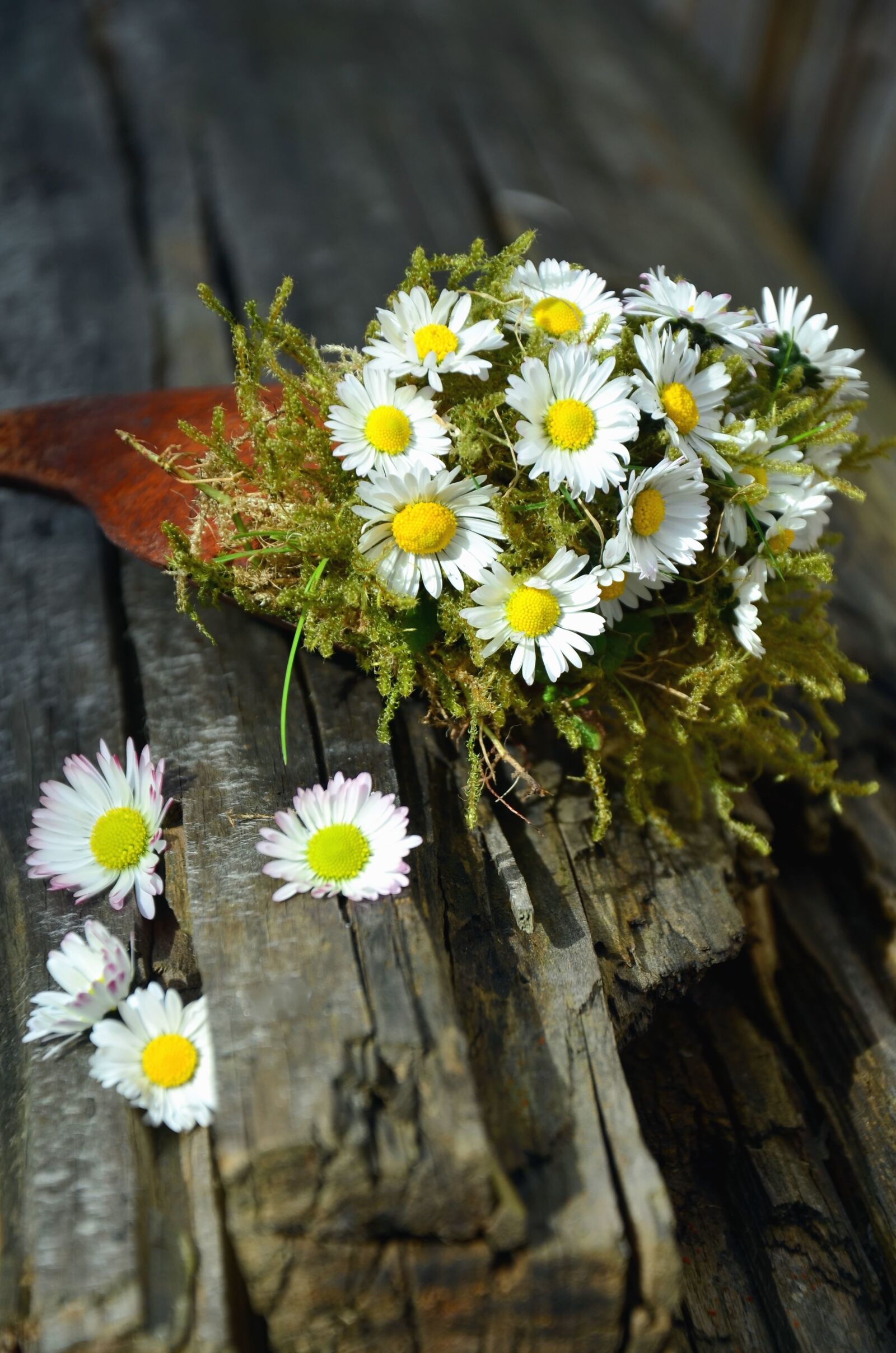 Nikon D5100 sample photo. Wood, bouquet, flower, petals photography