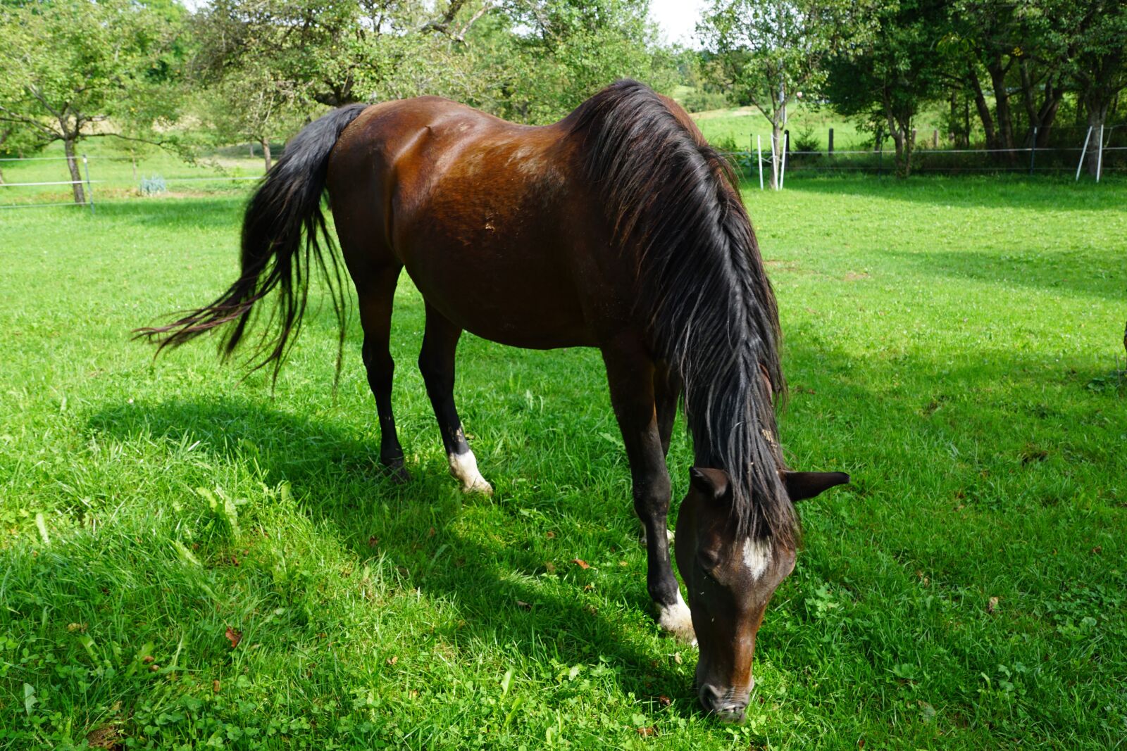 Sony ILCA-77M2 + Sony DT 16-50mm F2.8 SSM sample photo. Horse, nature, pasture photography