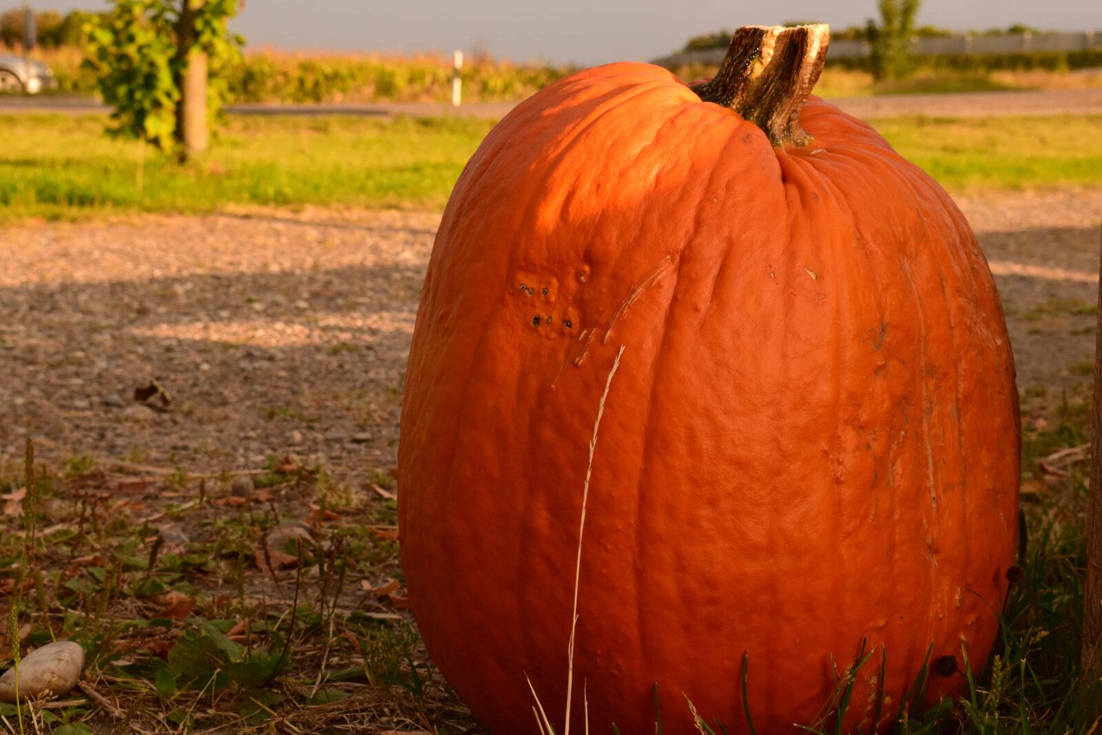Nikon D3300 sample photo. Pumpkin, vegetable, autumn, food photography