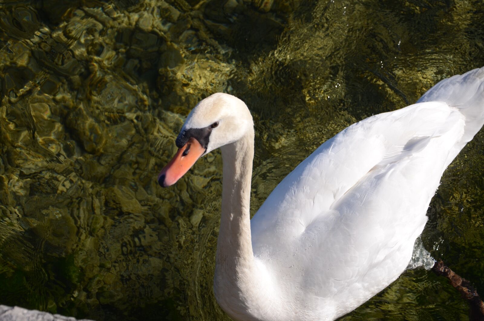 Nikon D7000 sample photo. Annecy, lake, swan photography