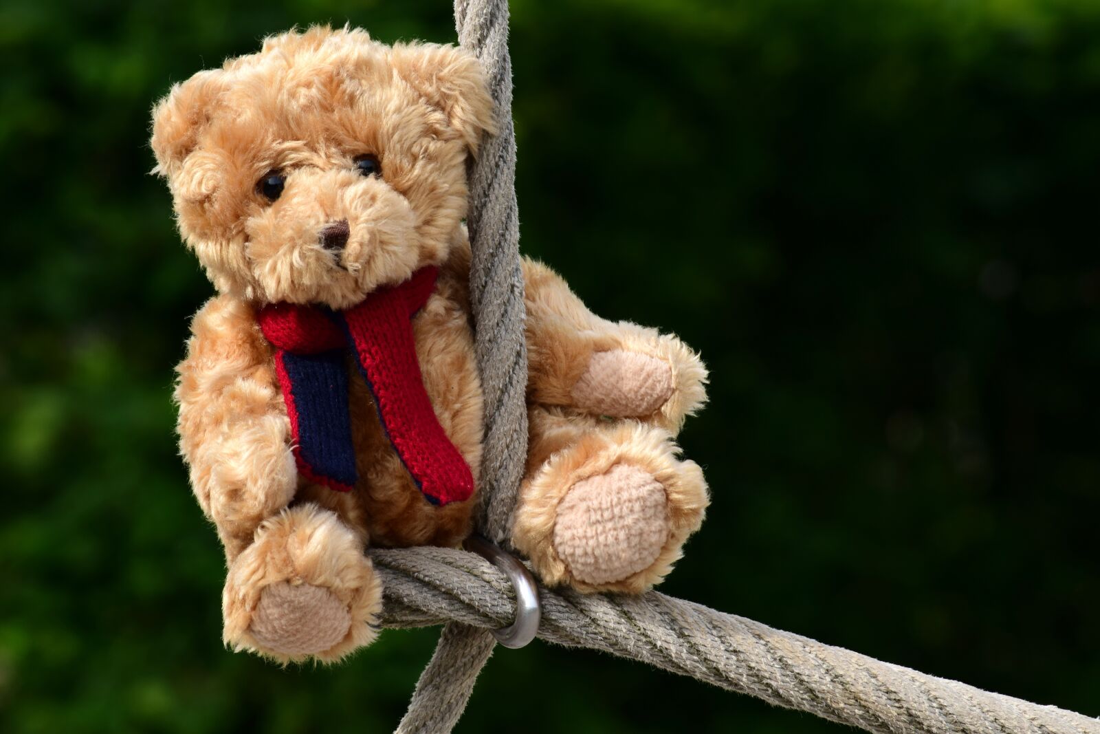 Nikon D3300 sample photo. Bear, teddy, teddy bear photography
