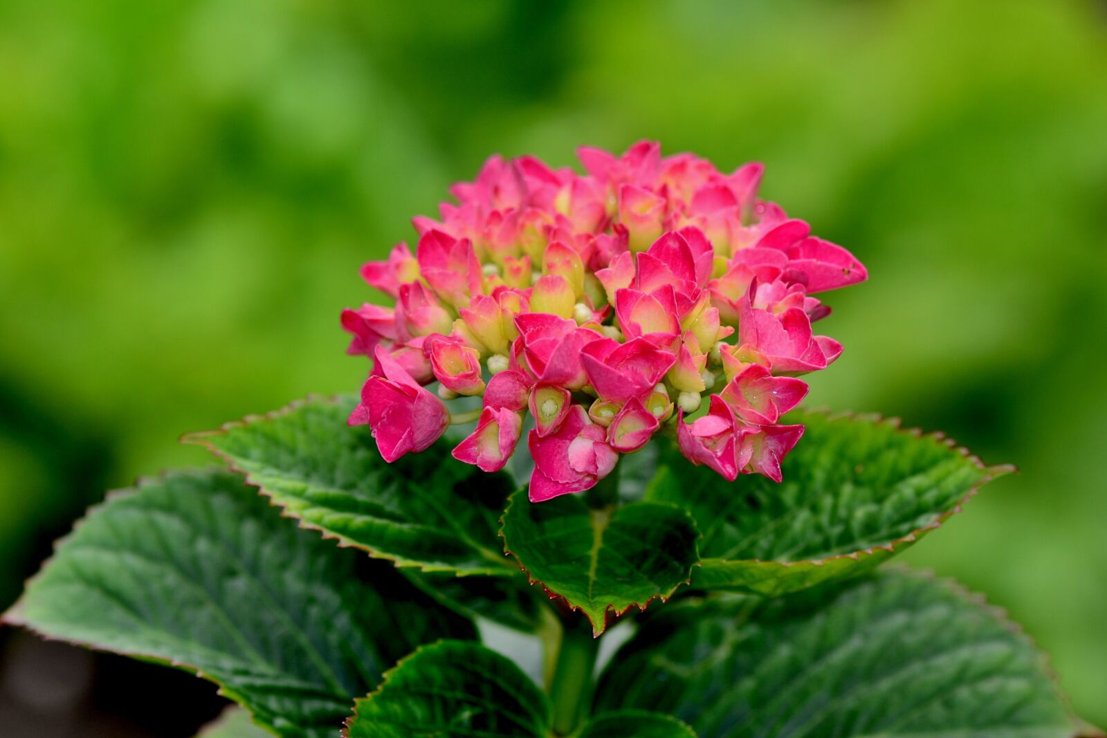 Nikon D3100 sample photo. Hydrangea, flower, blossom photography