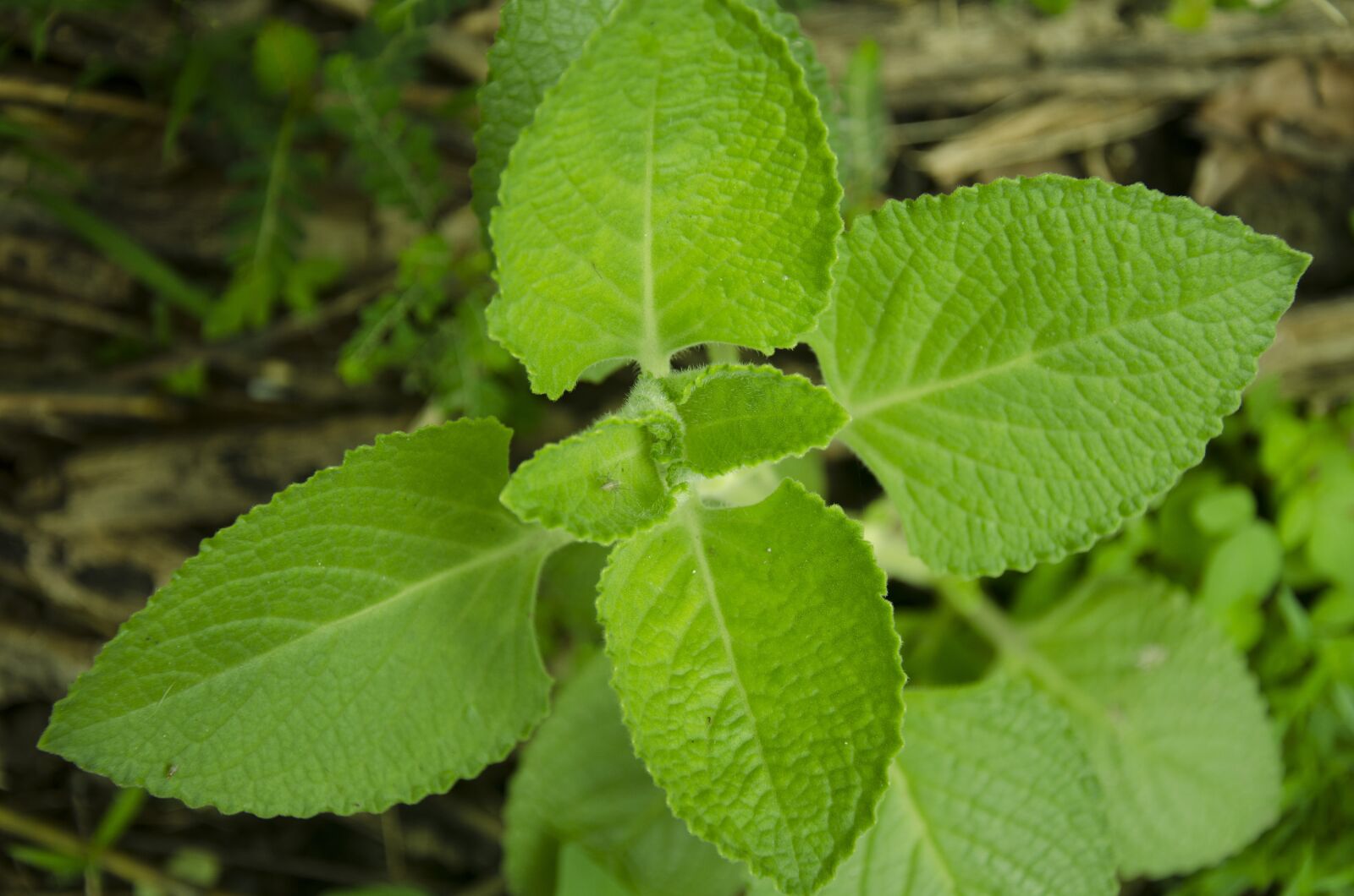 Nikon D7000 sample photo. Oregano, leaves, green photography