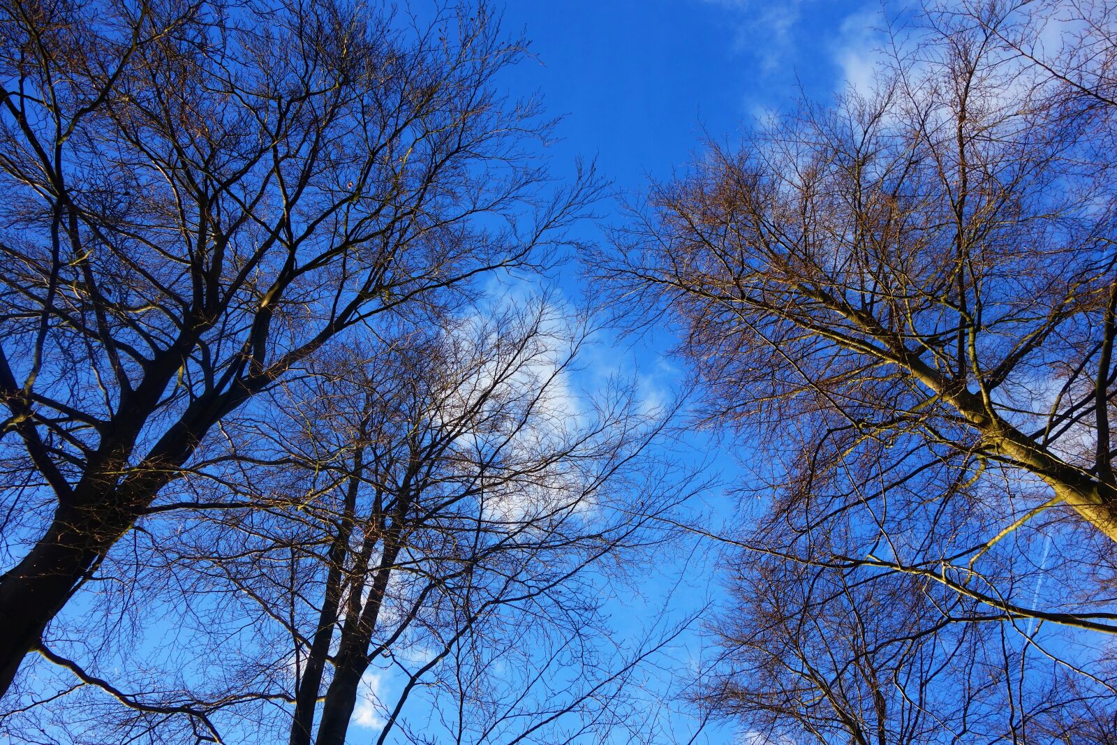 Sony Cyber-shot DSC-RX100 sample photo. Tree, tree top, branch photography