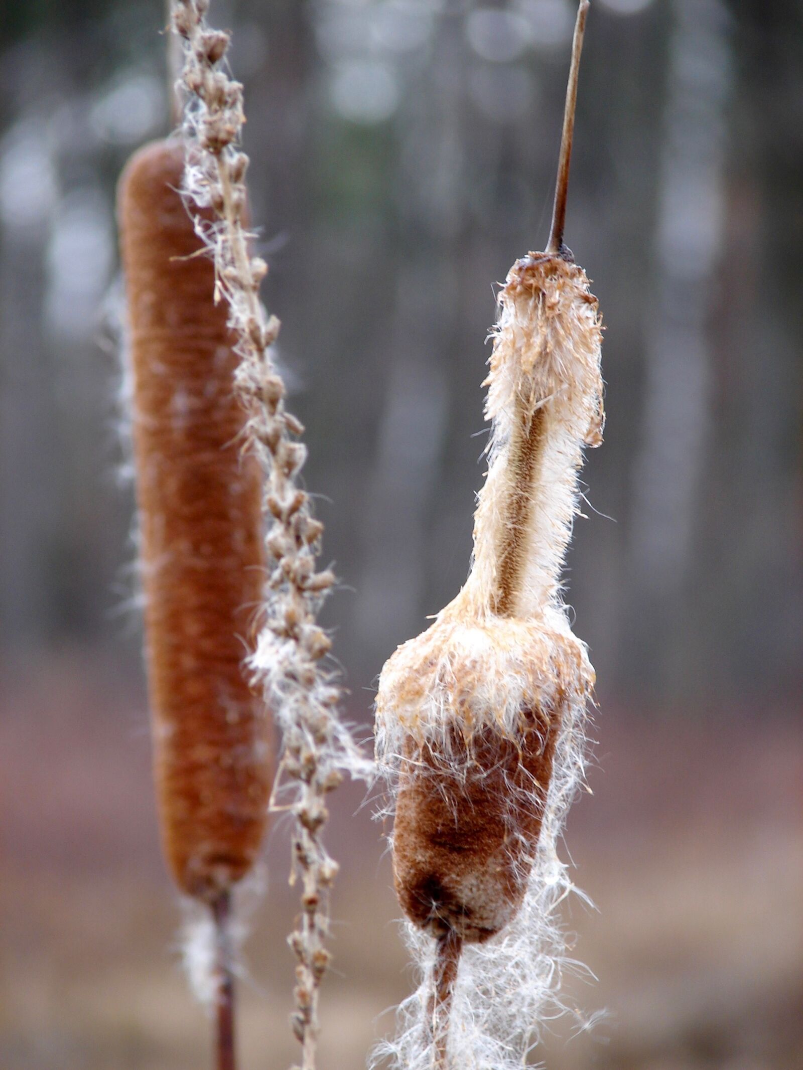 Sony DSC-H1 sample photo. Swamp, reed, background photography