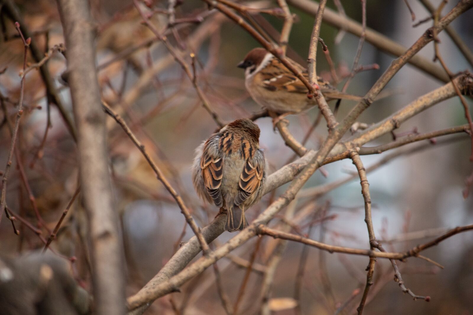 Canon EOS 100D (EOS Rebel SL1 / EOS Kiss X7) sample photo. Sparrow, bird, nature photography