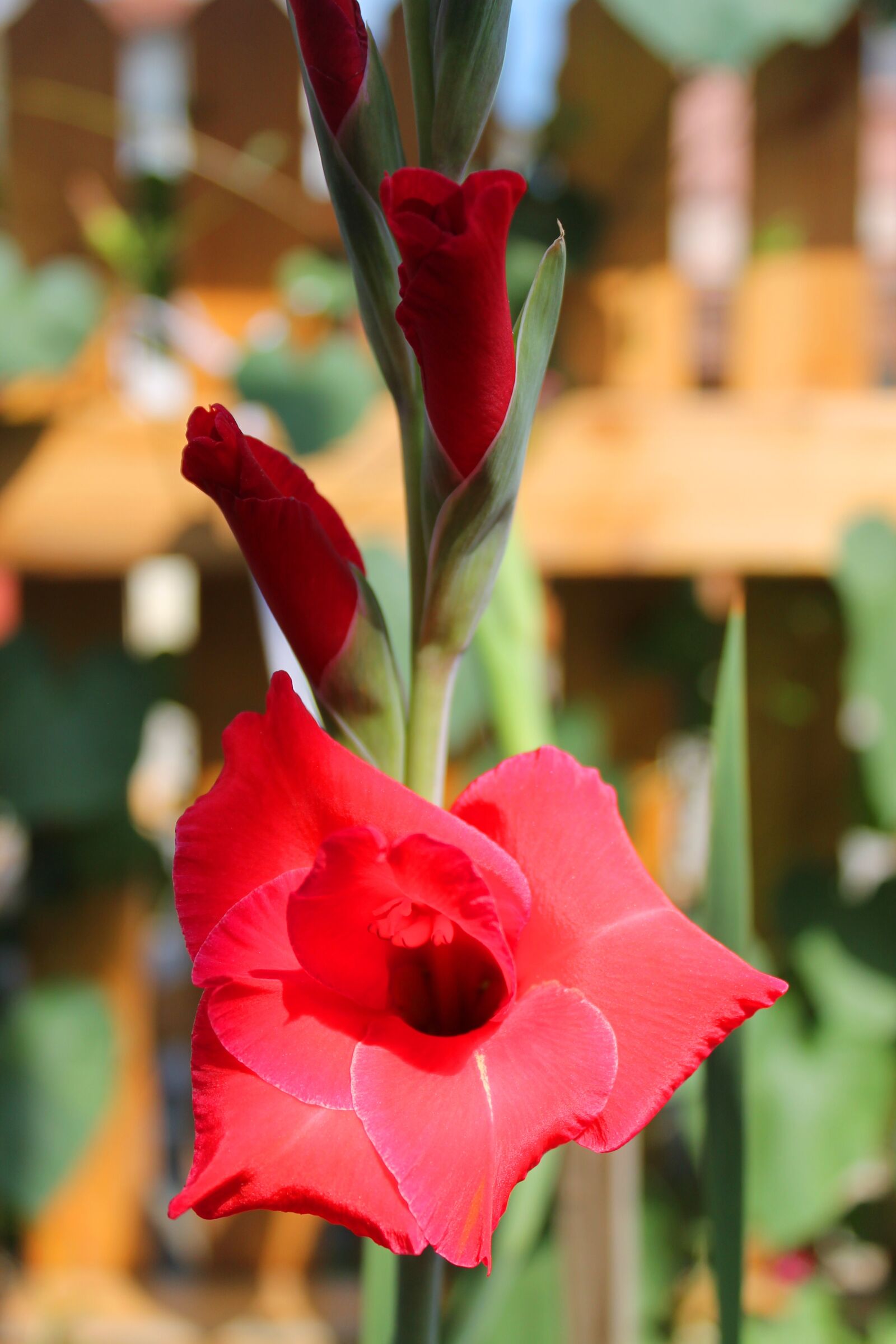 Canon EOS 1100D (EOS Rebel T3 / EOS Kiss X50) sample photo. Flower, red, green photography