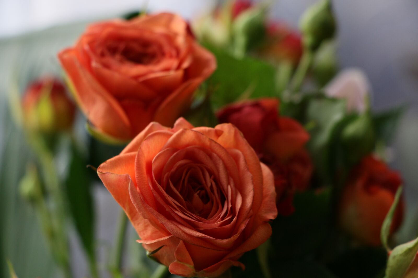 Canon EOS 70D sample photo. Rose, flower, orange photography