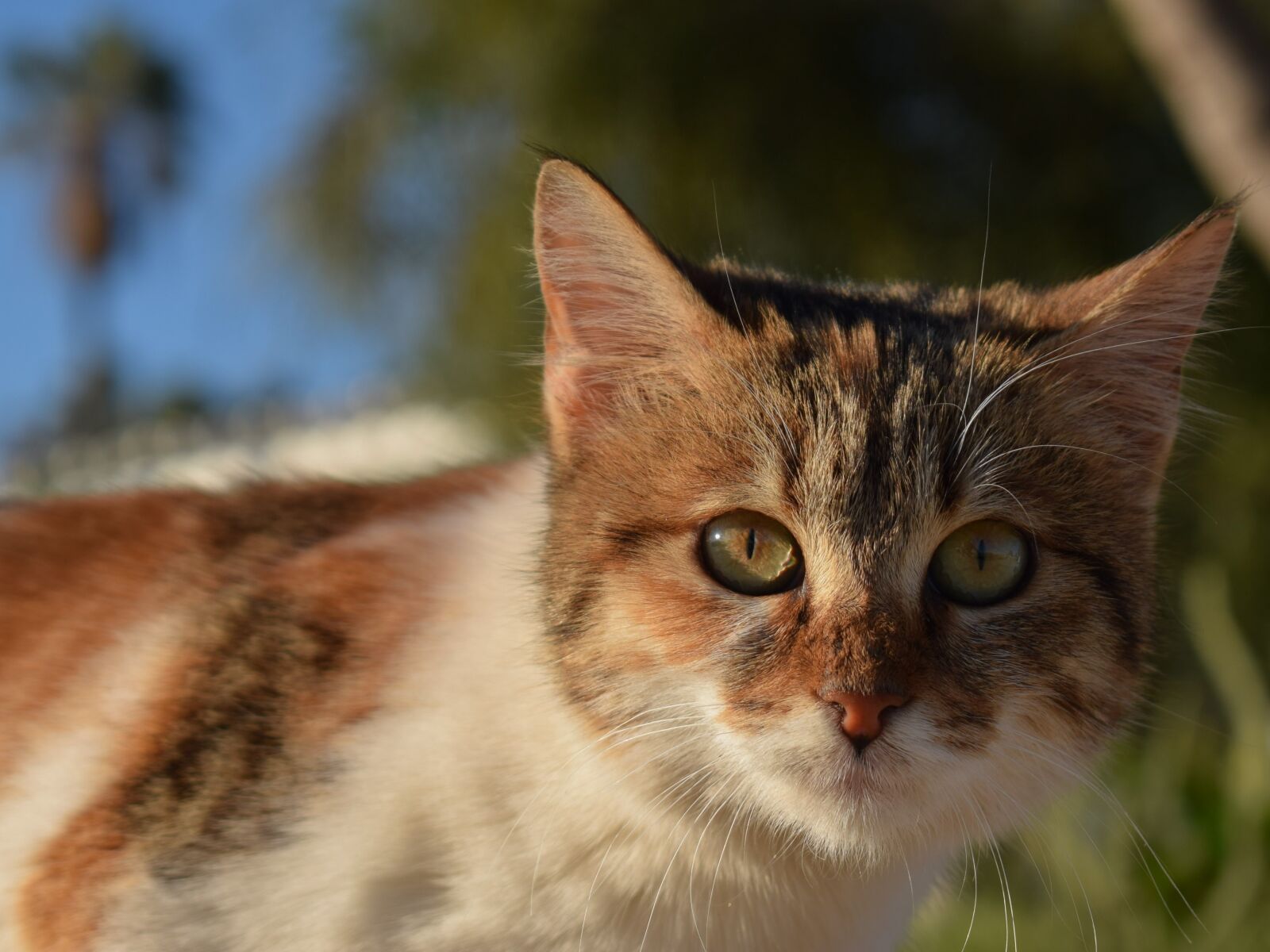 Nikon D3300 sample photo. Cat, stray, animal photography