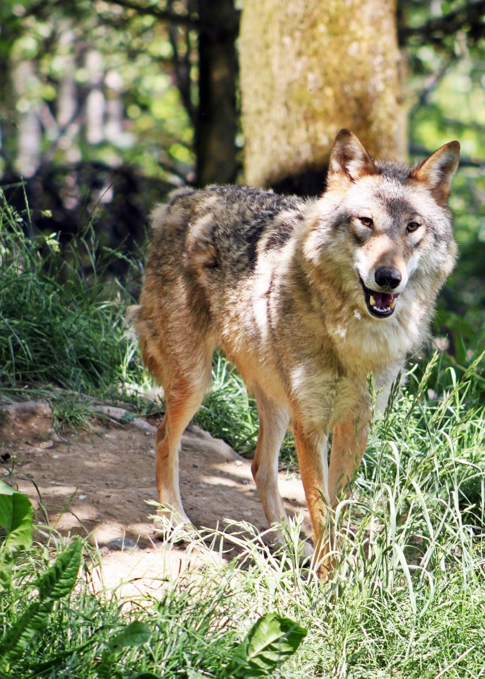 Canon EOS 500D (EOS Rebel T1i / EOS Kiss X3) sample photo. Wolf, zoo, predator photography