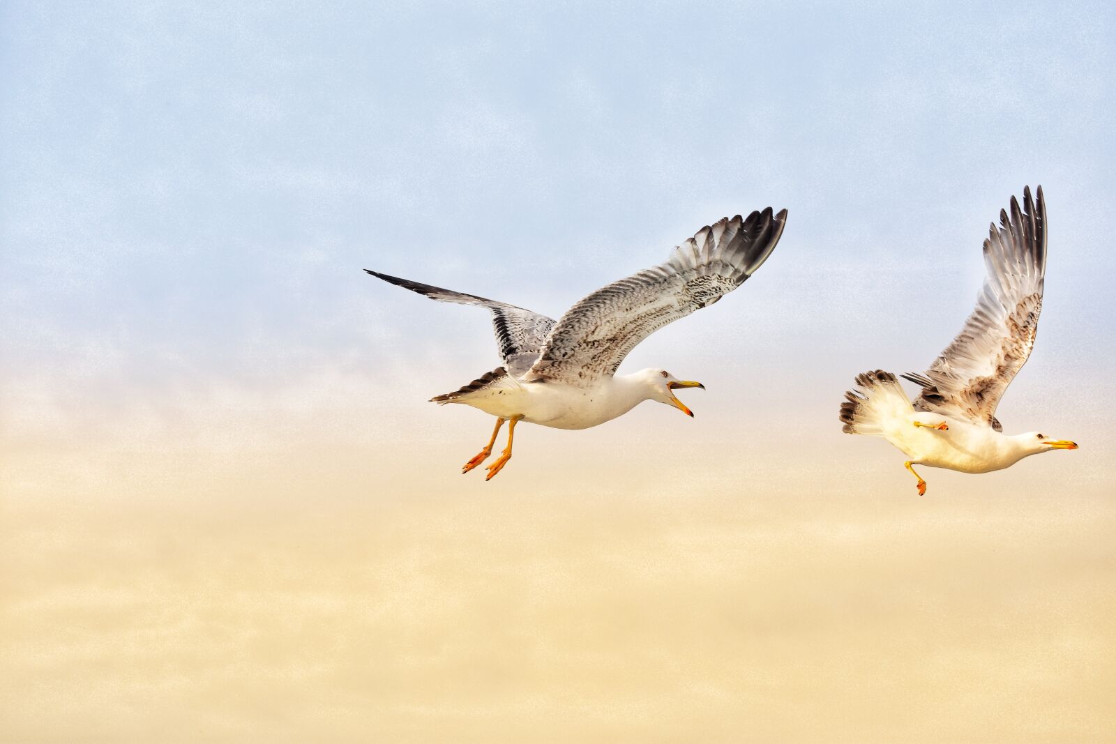Nikon D3400 sample photo. Seagull, sky, bird photography