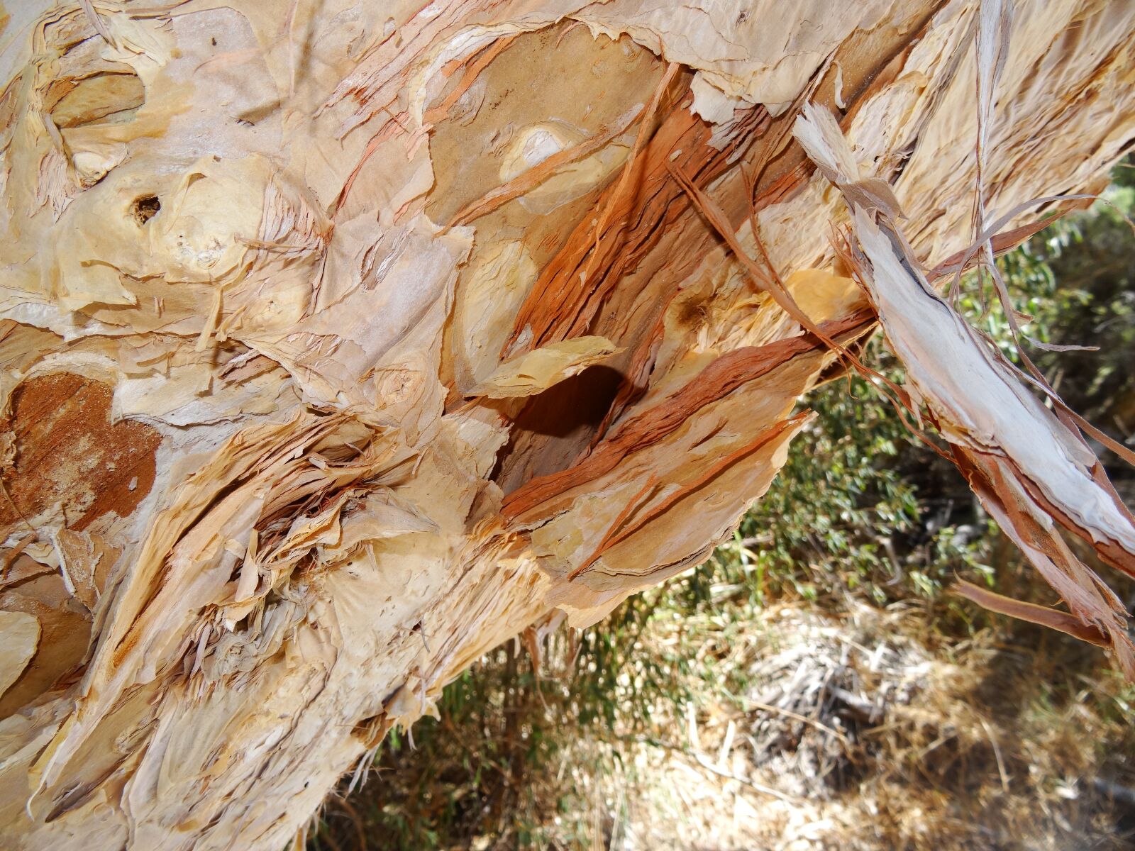 Sony Cyber-shot DSC-HX50V sample photo. Paper bark tree, paper photography