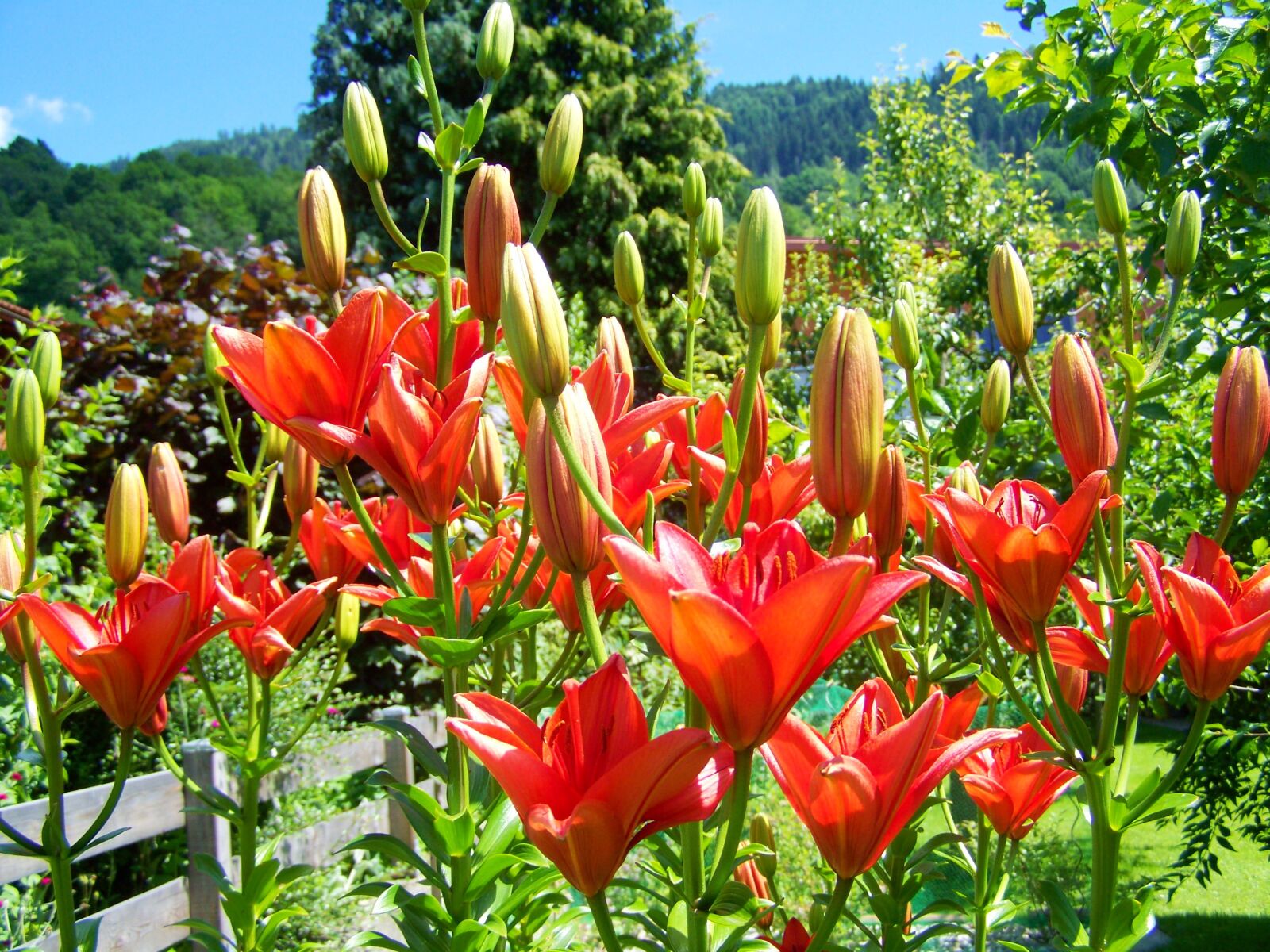 Kodak EASYSHARE ZD710 ZOOM DIGITAL CAMERA sample photo. Lily, orange-red flower, summer photography