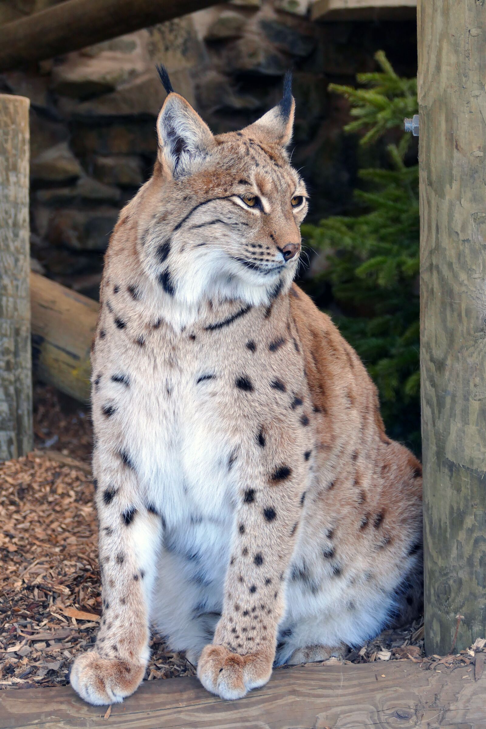 Panasonic Lumix DMC-FZ1000 sample photo. Lynx, wildlife, nature photography