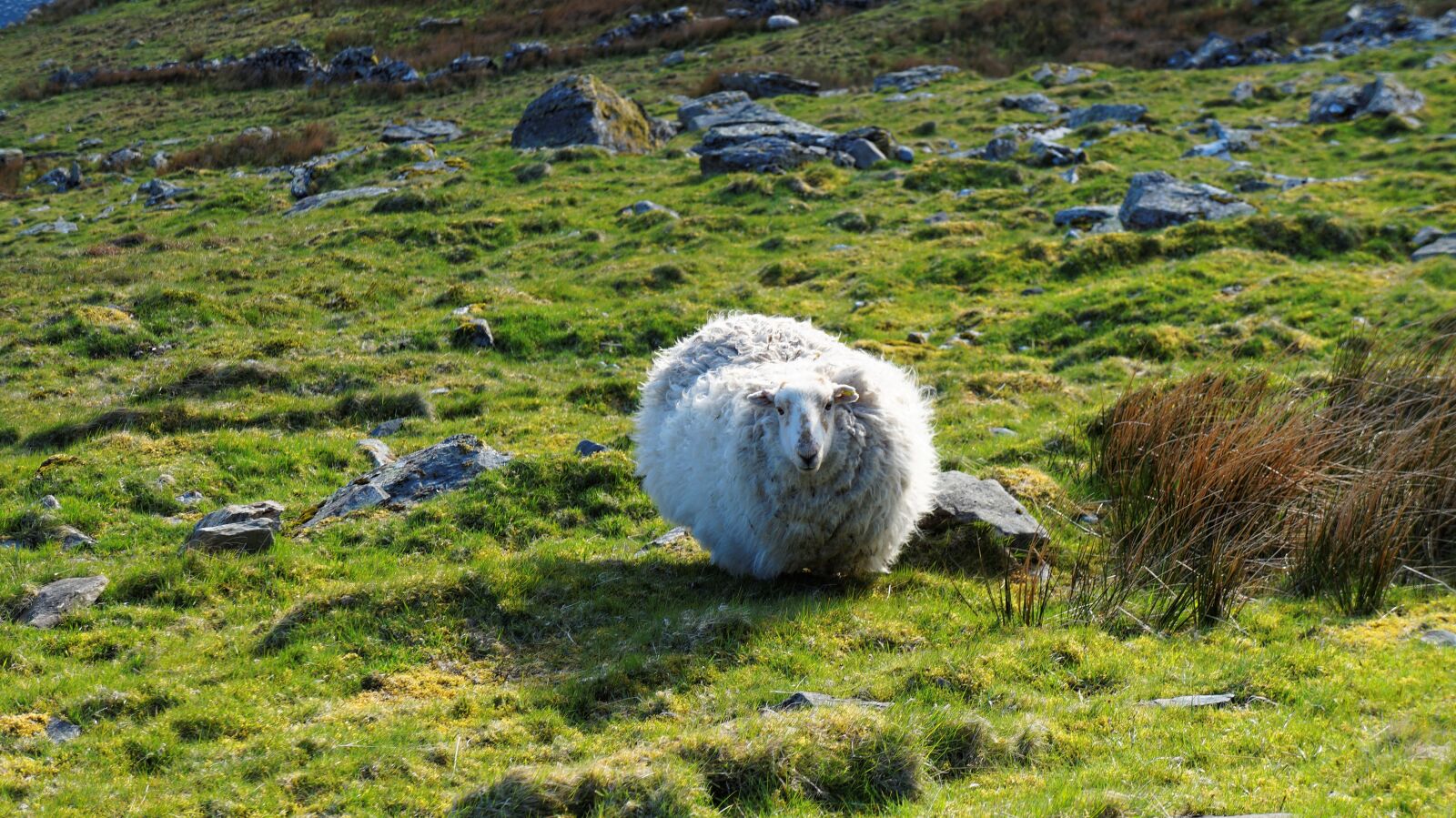 Sony Alpha a3000 + Sony E 18-55mm F3.5-5.6 OSS sample photo. Sheep, pasture land, nature photography