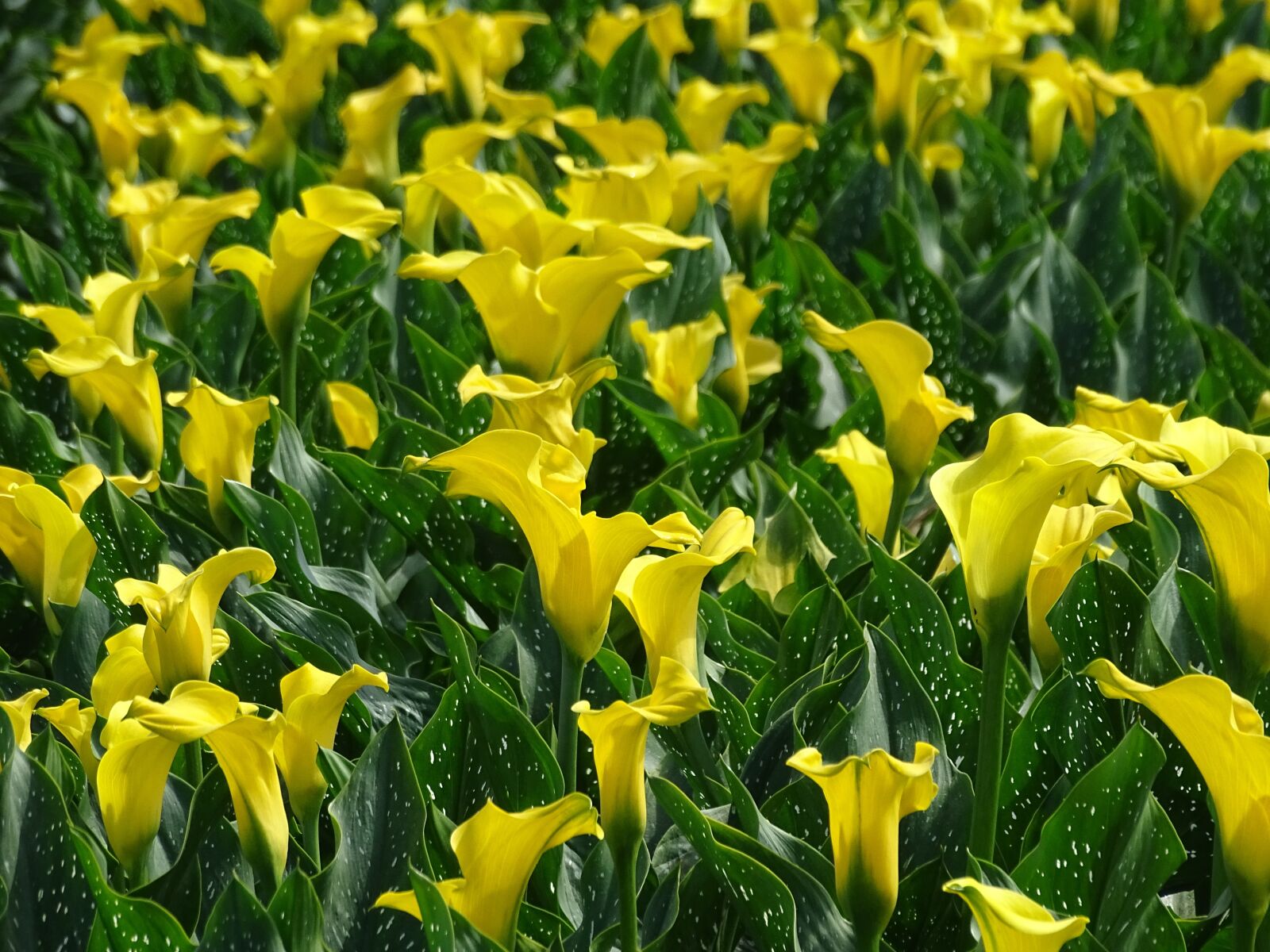 Sony Cyber-shot DSC-HX400V sample photo. Calla, calla field, yellow photography