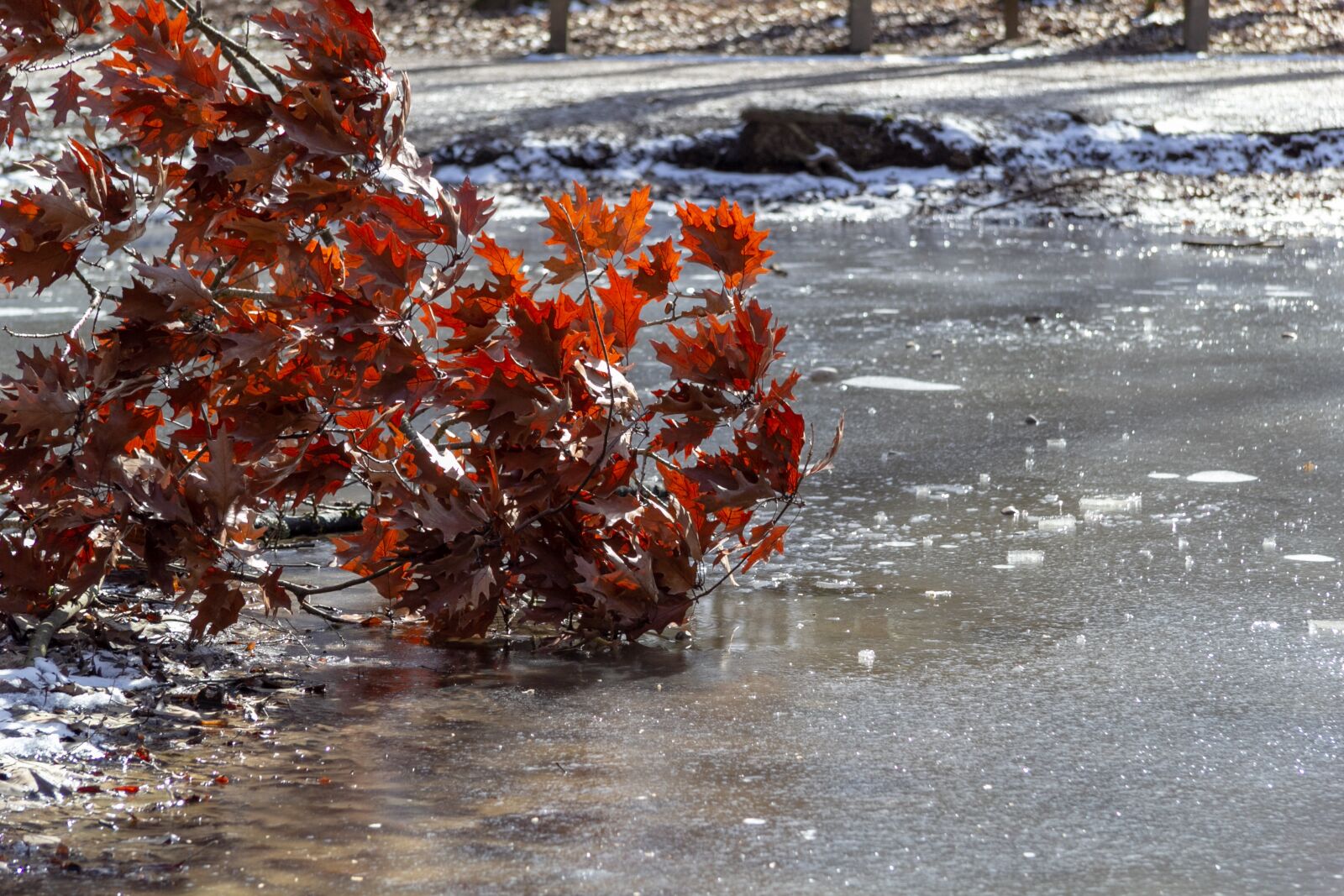Canon EF-S 17-85mm F4-5.6 IS USM sample photo. Branch, ice, oak photography