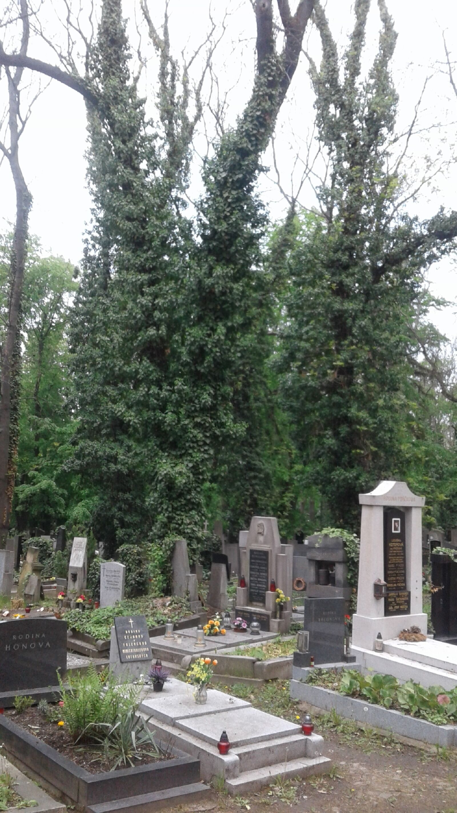 Samsung Galaxy J2 sample photo. Prague, olsany cemeteries, ivy photography