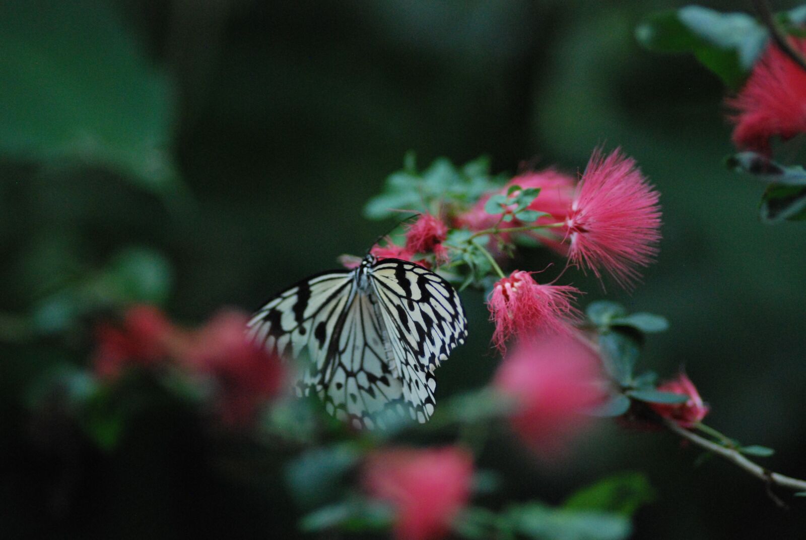 Nikon D80 sample photo. Butterfly, black, white photography
