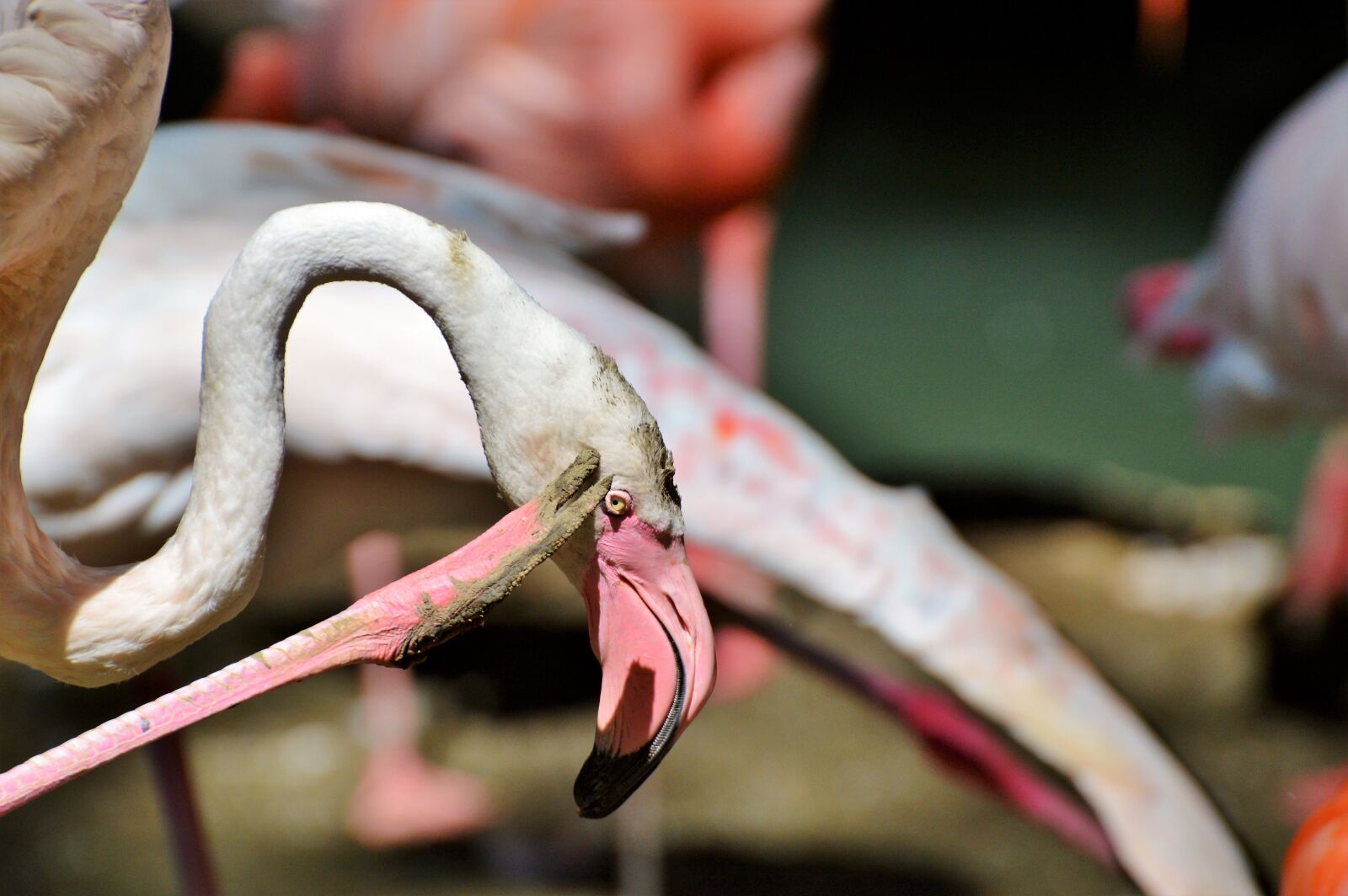 Nikon D3200 sample photo. Flamingo, bird, pink photography