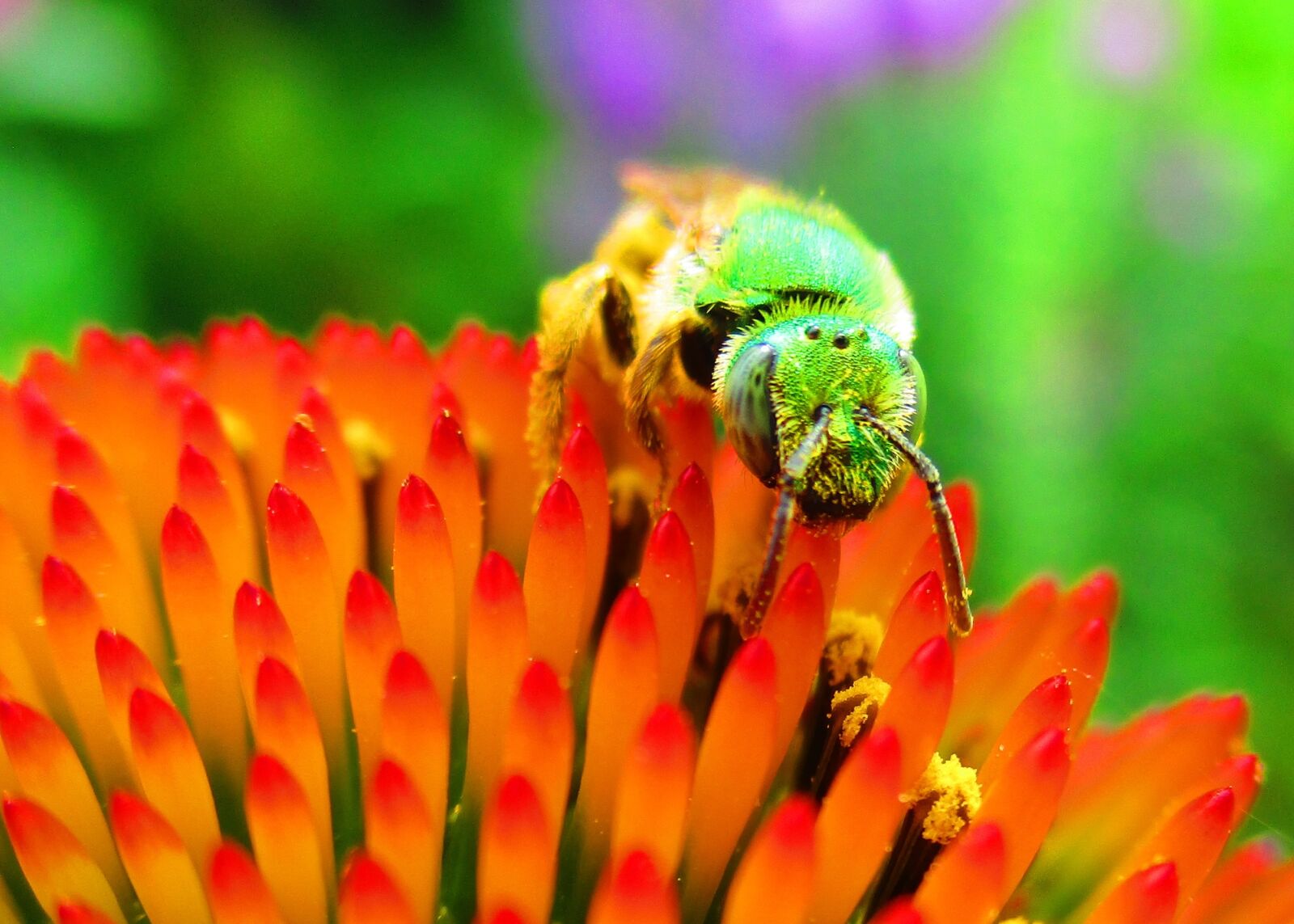 Canon PowerShot ELPH 180 (IXUS 175 / IXY 180) sample photo. Green, metallic, pollinator photography