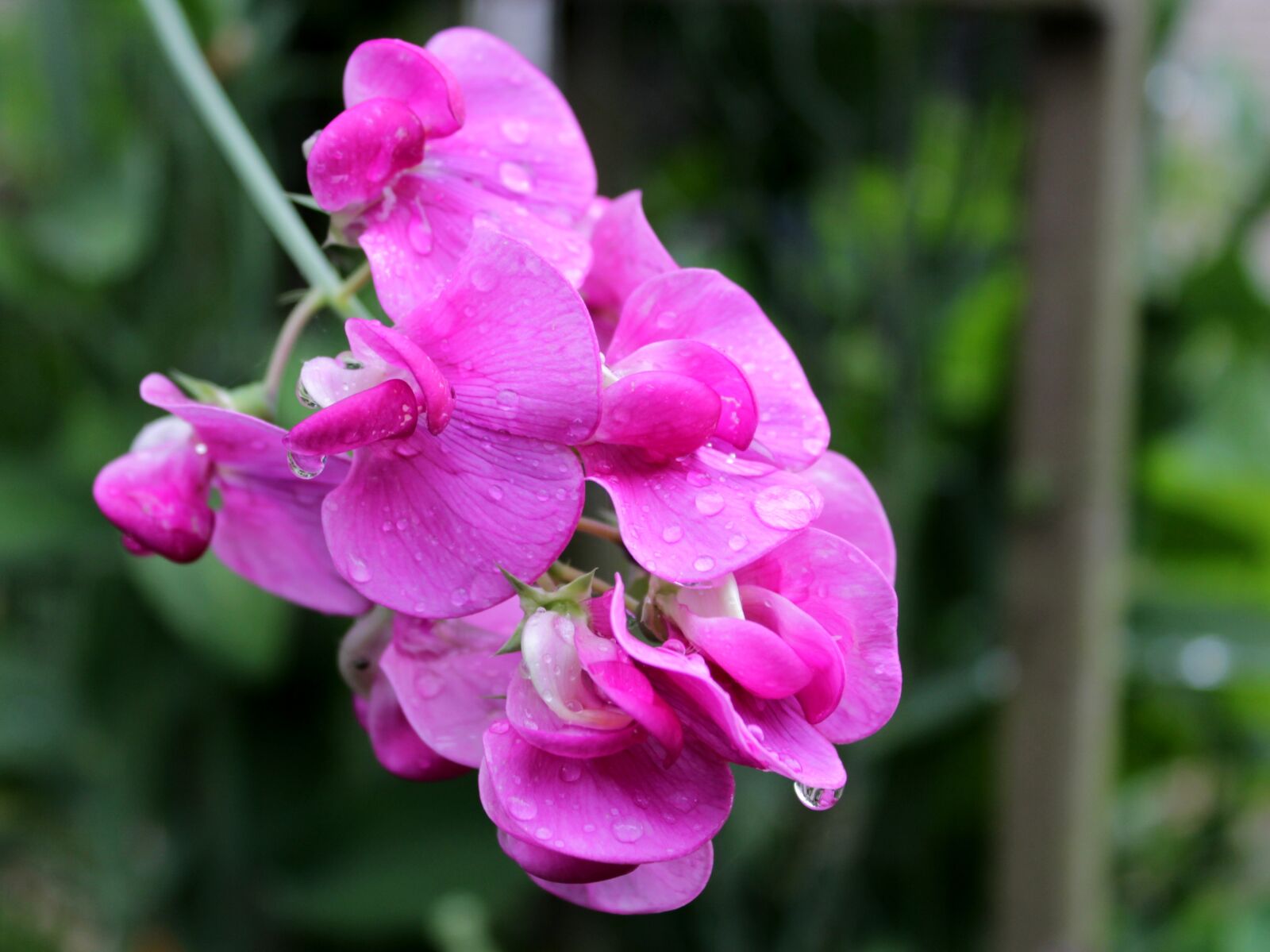 Canon EOS 600D (Rebel EOS T3i / EOS Kiss X5) sample photo. Lathyrus, pronkerwt, flowers photography