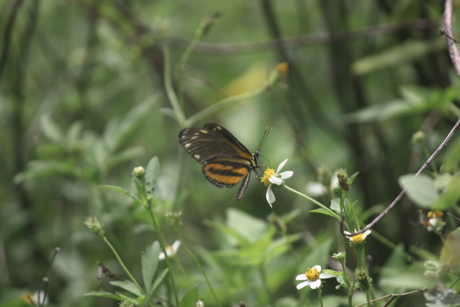Canon EOS 600D (Rebel EOS T3i / EOS Kiss X5) sample photo. Butterfly, mexico, nature, plants photography