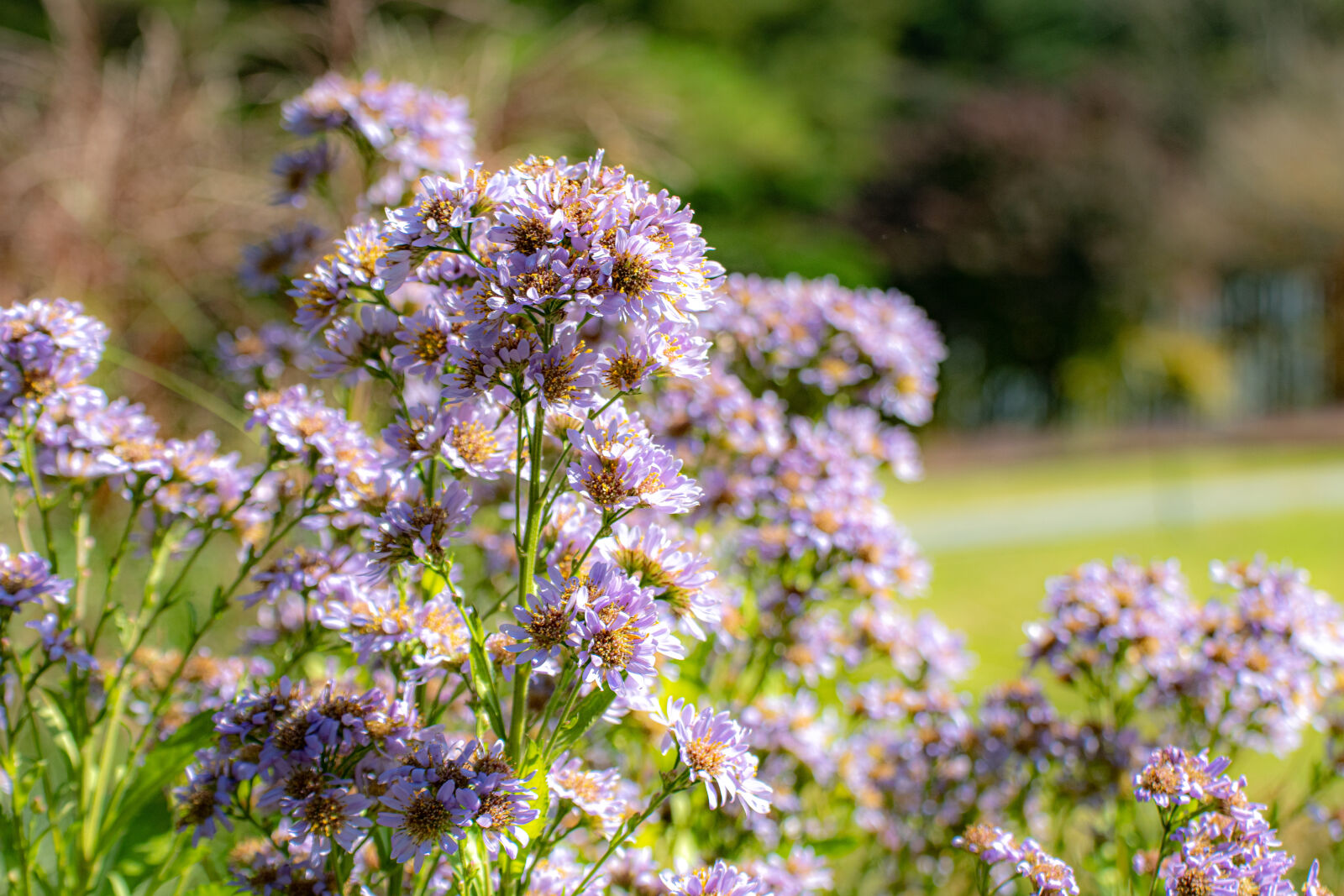 Nikon D500 sample photo
