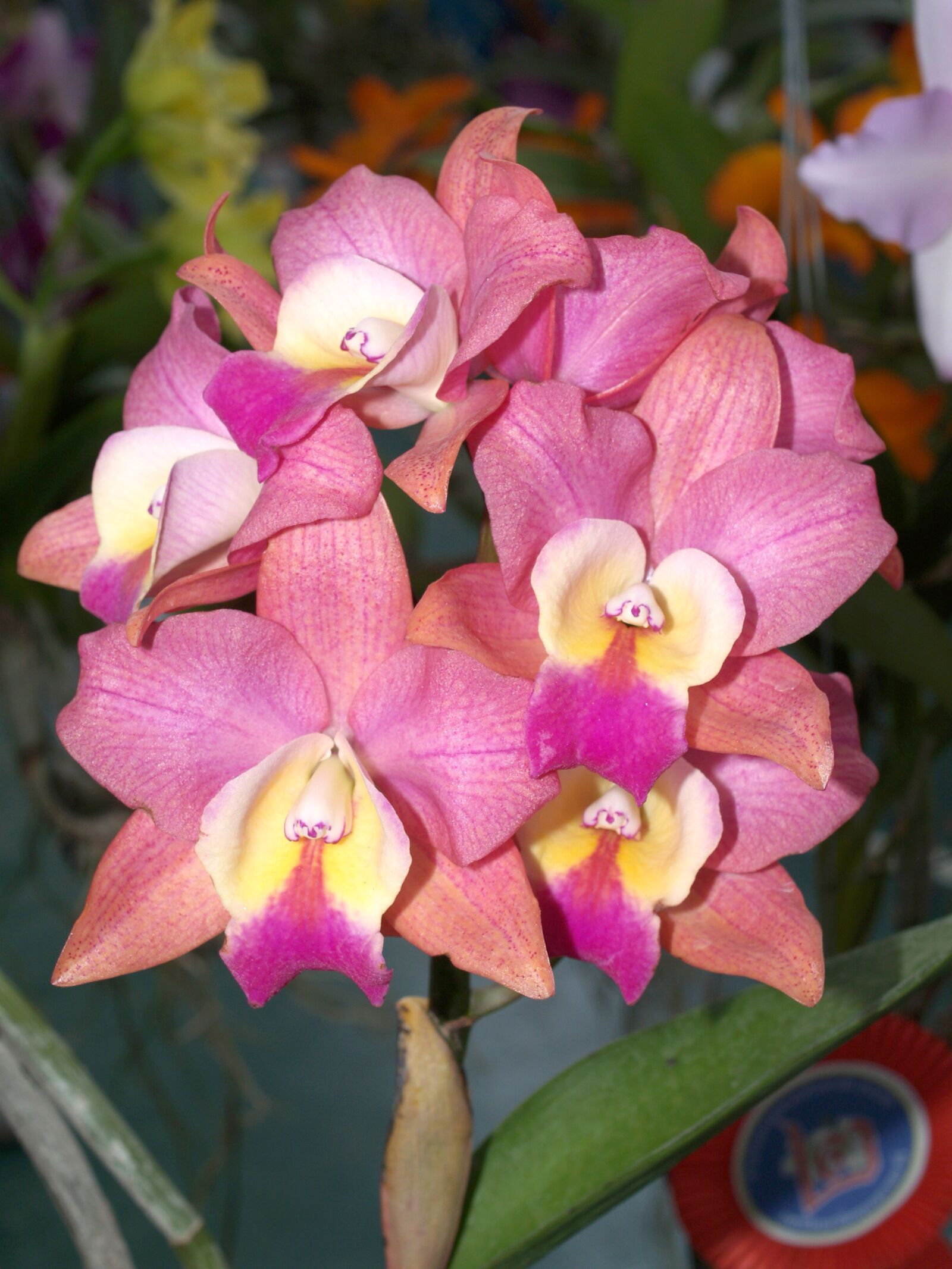 Olympus E-300 (EVOLT E-300) sample photo. Orchid, flower, bright photography
