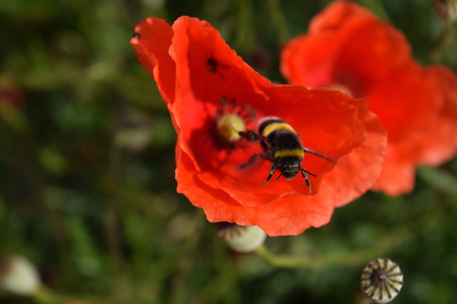 Nikon D3300 sample photo. Bumblebee, insect, pollen, nature photography