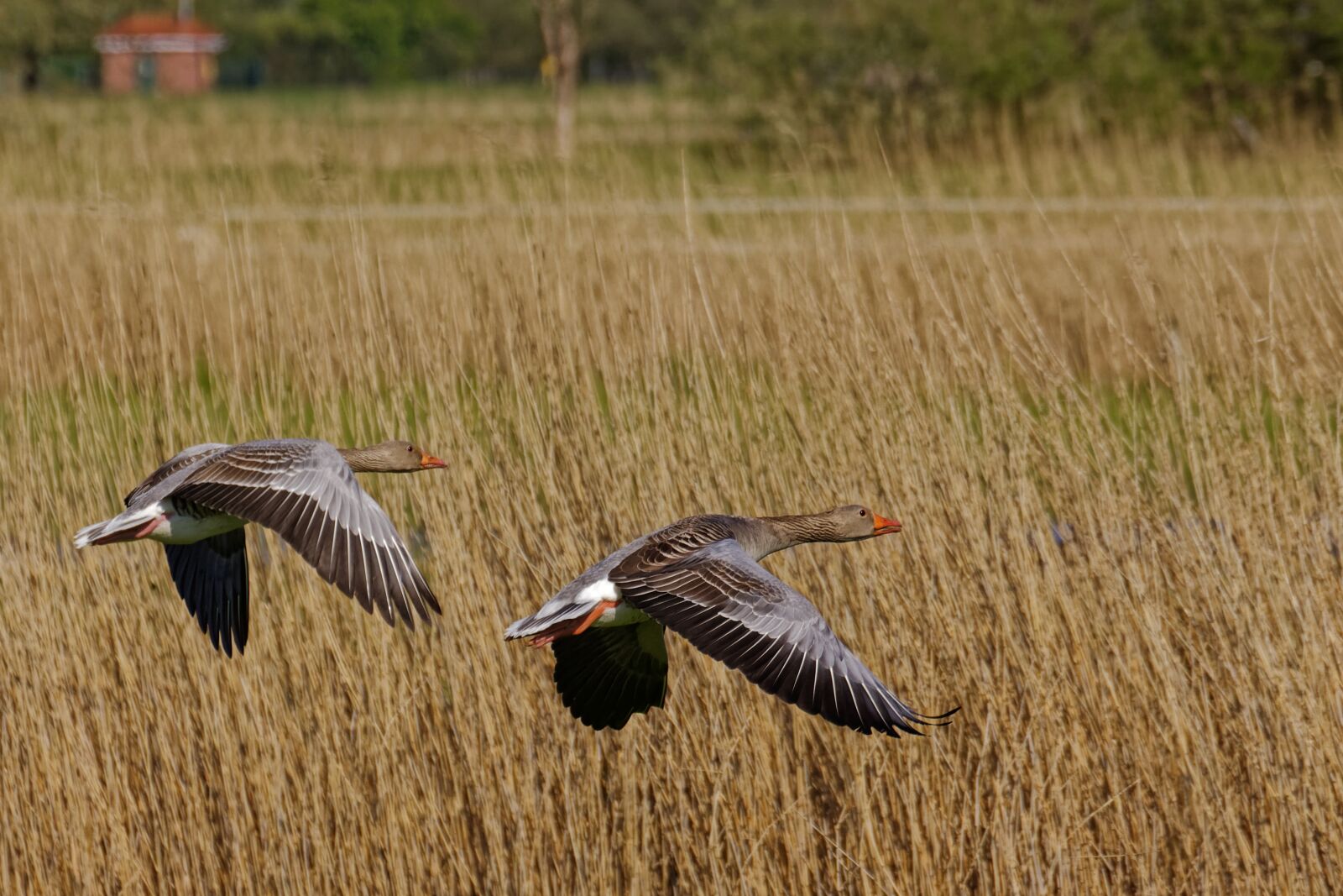 Canon EOS 700D (EOS Rebel T5i / EOS Kiss X7i) sample photo. Grey geese, goose, nature photography