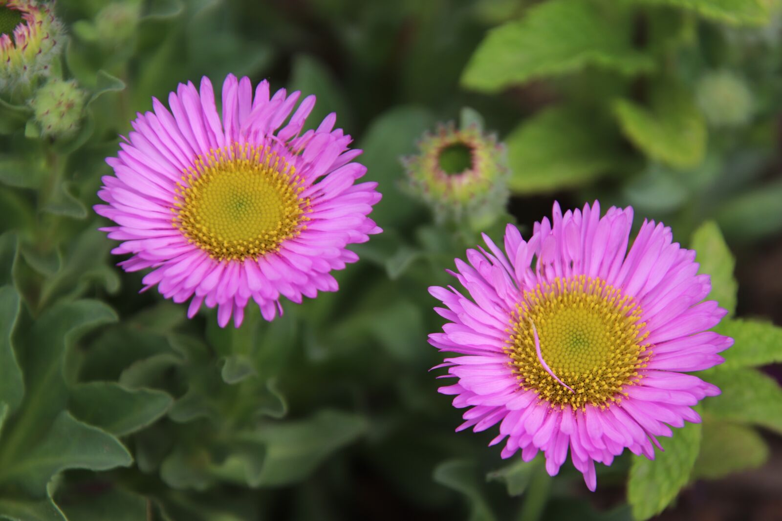 Canon EOS 800D (EOS Rebel T7i / EOS Kiss X9i) sample photo. Flowers, purple, pink photography