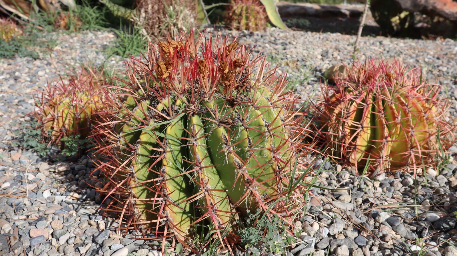 Canon EF-M 15-45mm F3.5-6.3 IS STM sample photo. Cactus, plant, succulent photography