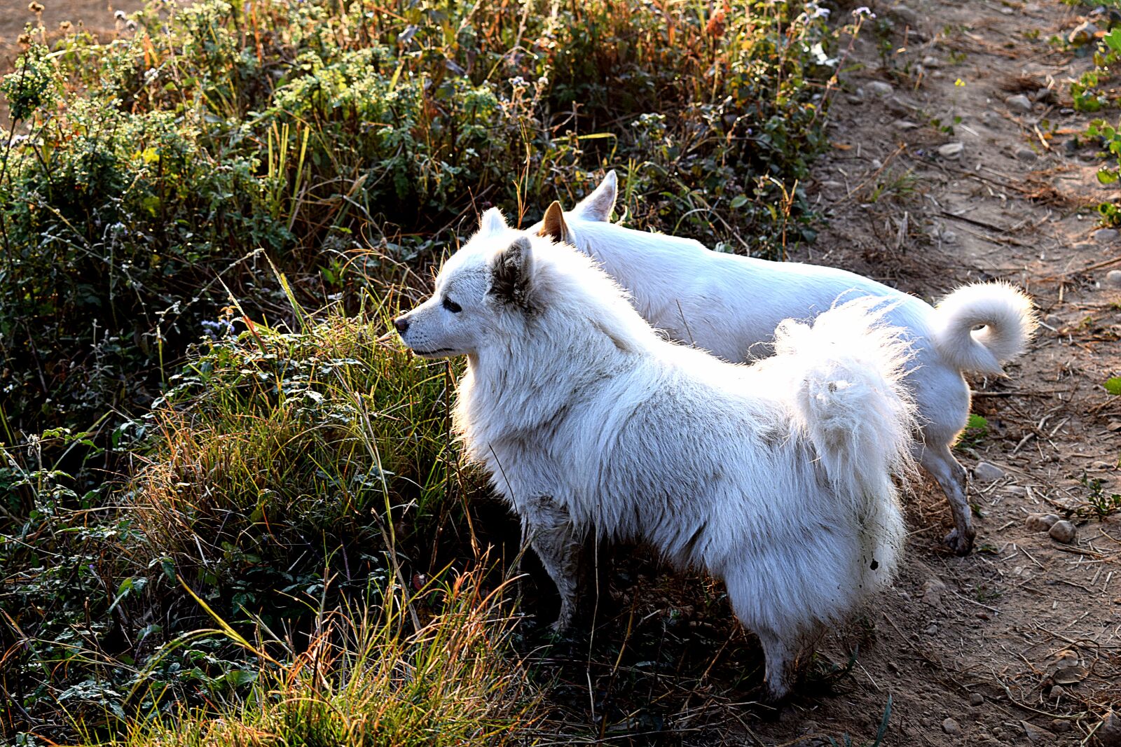 Nikon D3300 sample photo. White dog, dog, pet photography