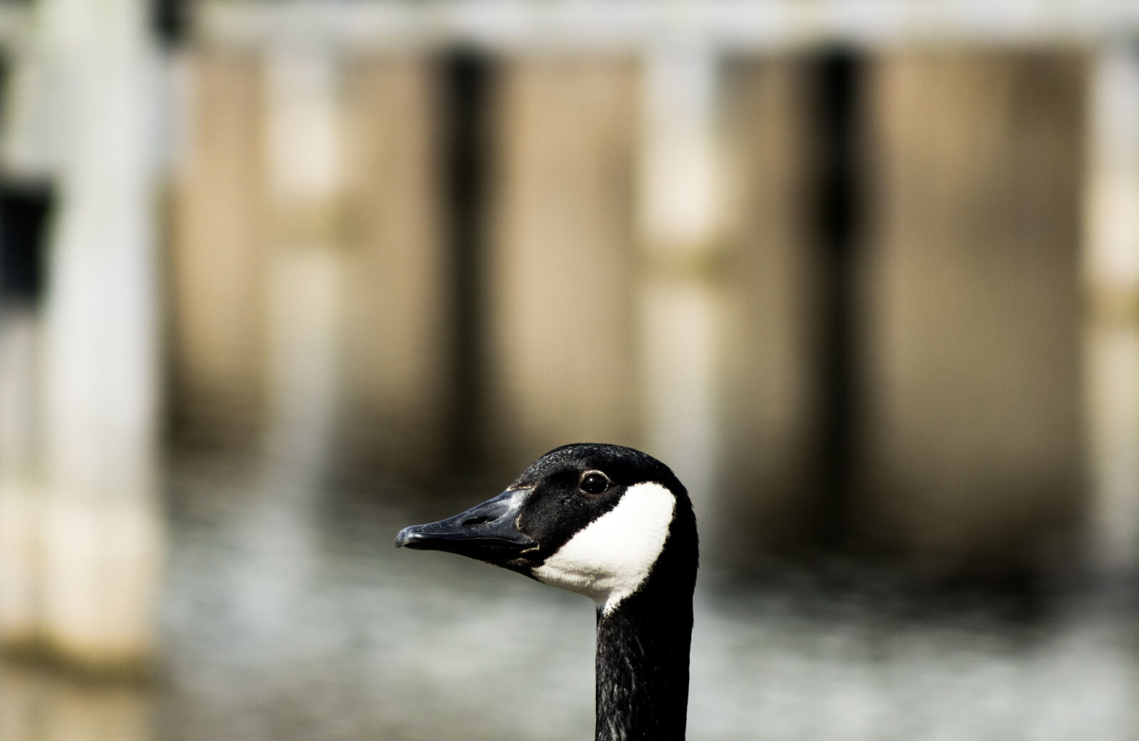 Canon EF 75-300mm f/4-5.6 sample photo. Nature, bird, animal, cute photography