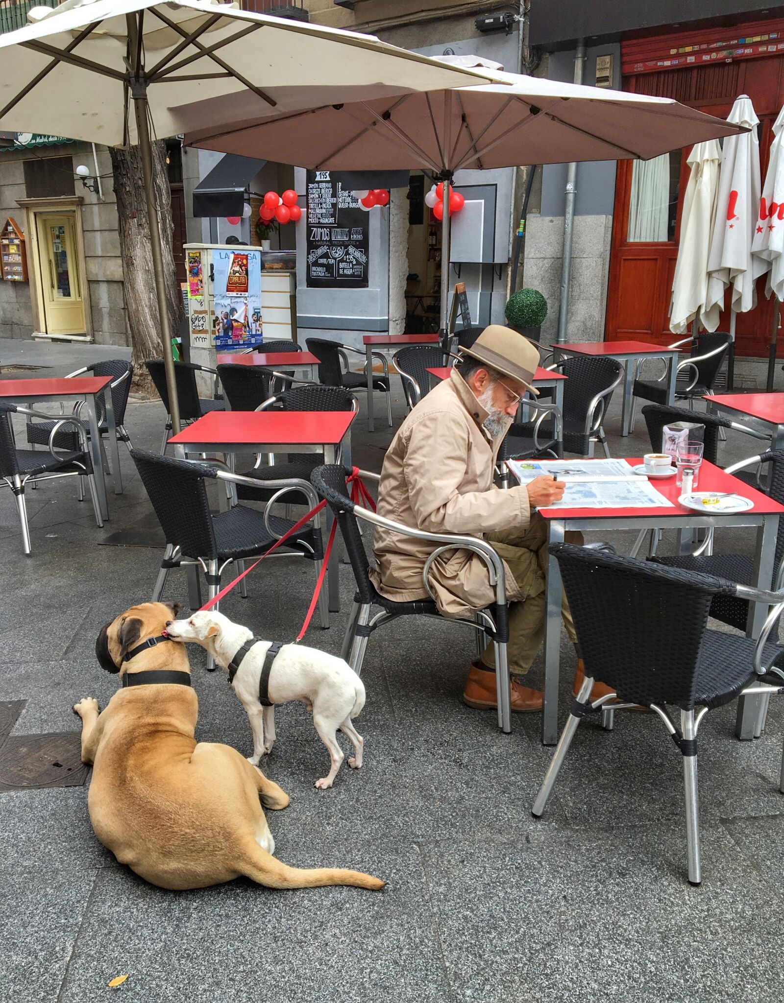 Apple iPhone 6s sample photo. Madrid, dogs, morning in photography
