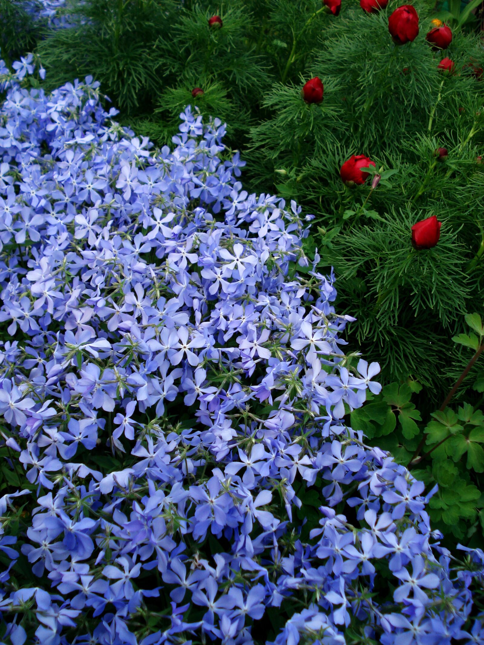 Sony DSC-W30 sample photo. Flowers, spring flowers, blue photography