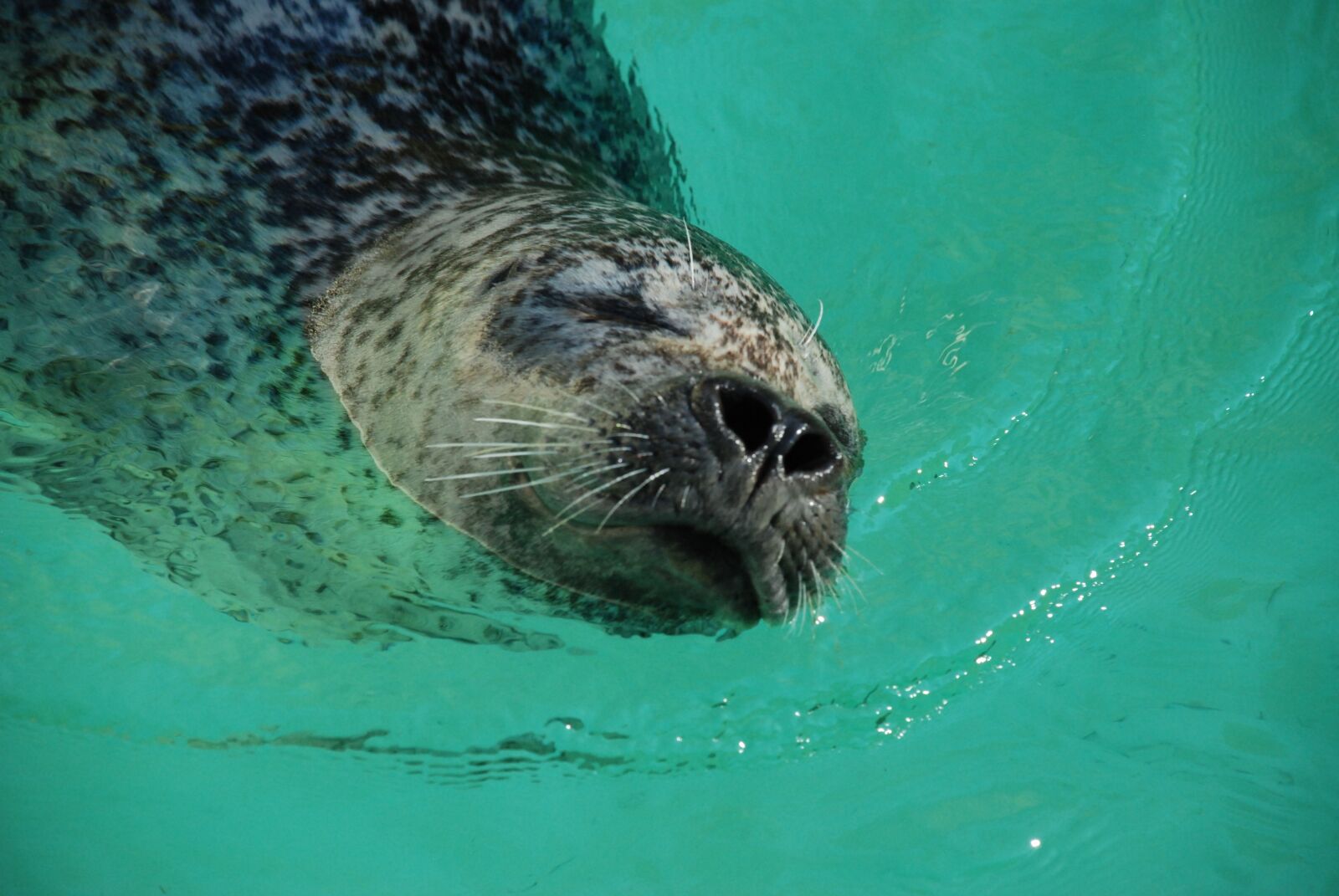 Nikon D80 sample photo. Robbe, seal, zoo photography