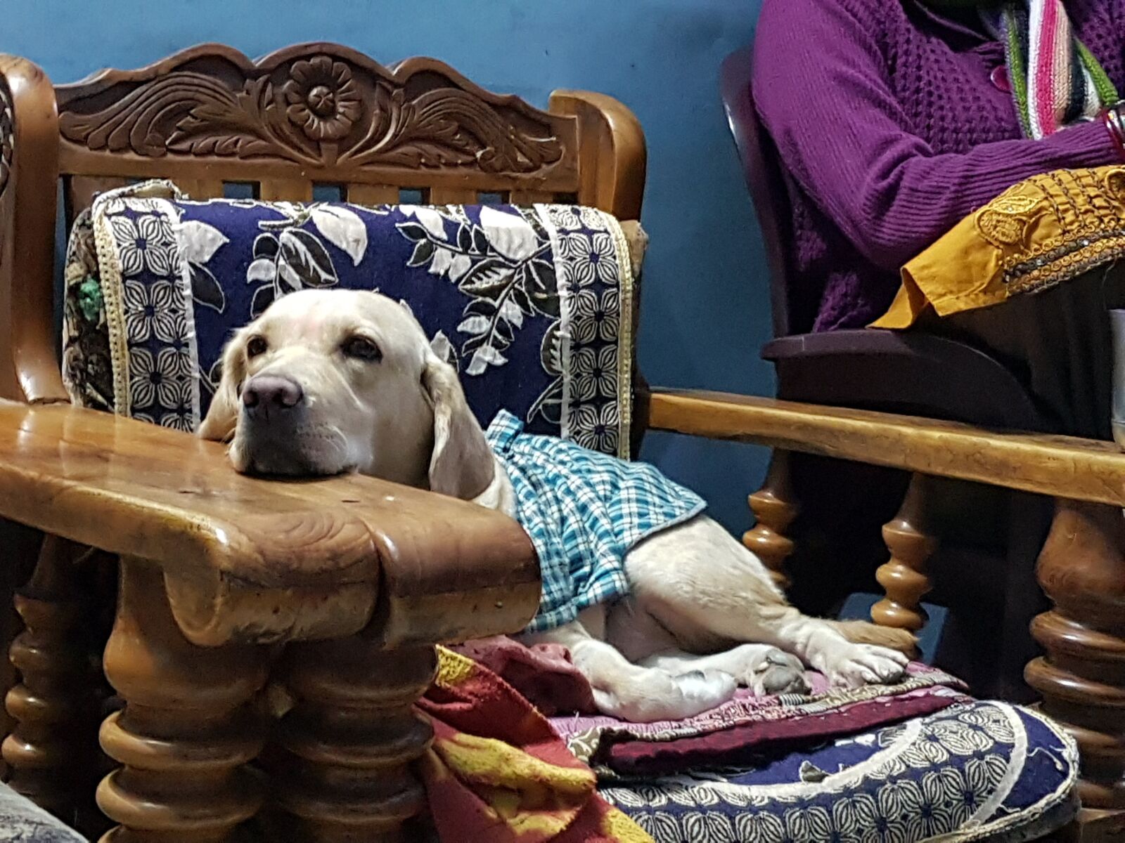Samsung Galaxy S7 Edge sample photo. Dog, labrador, animal photography