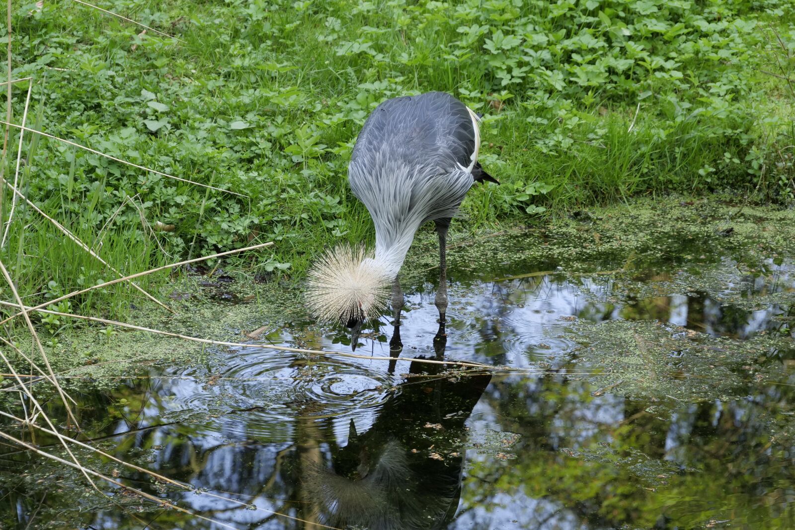 Panasonic Lumix DC-G9 sample photo. Nature, waters, grey neck photography